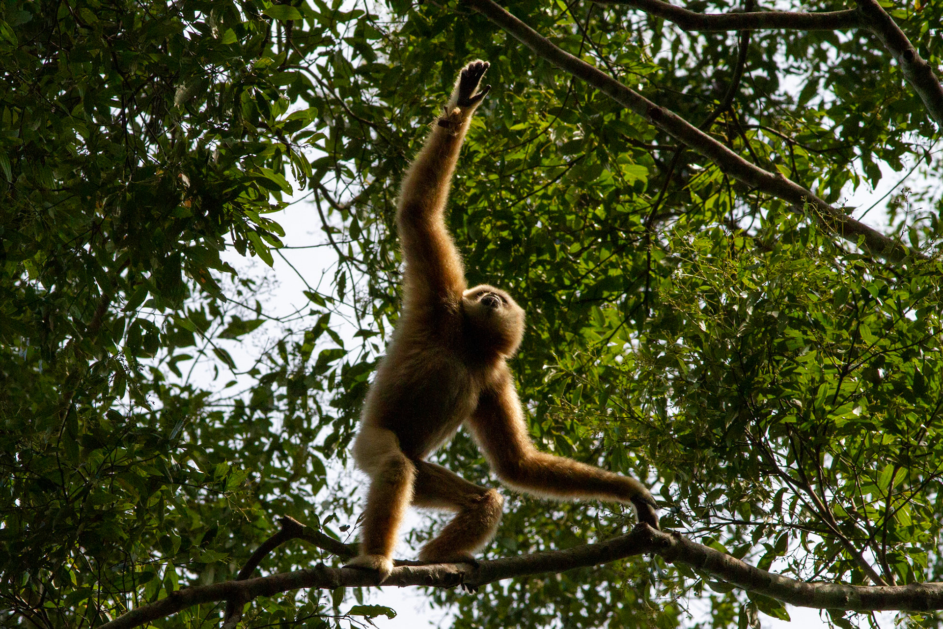 Gibbon, Khao Yai park - Thailand