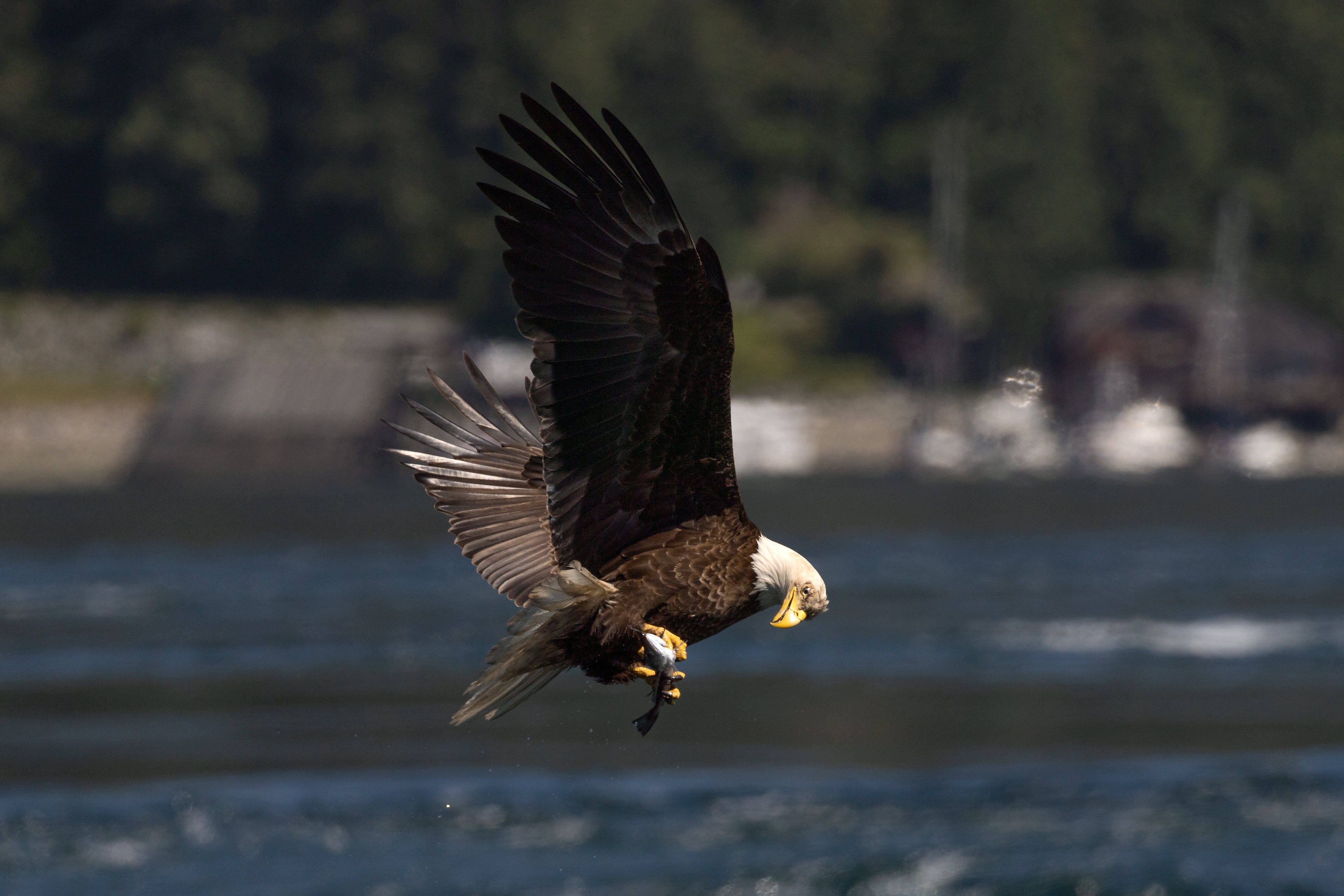 Bold eagle checking prey