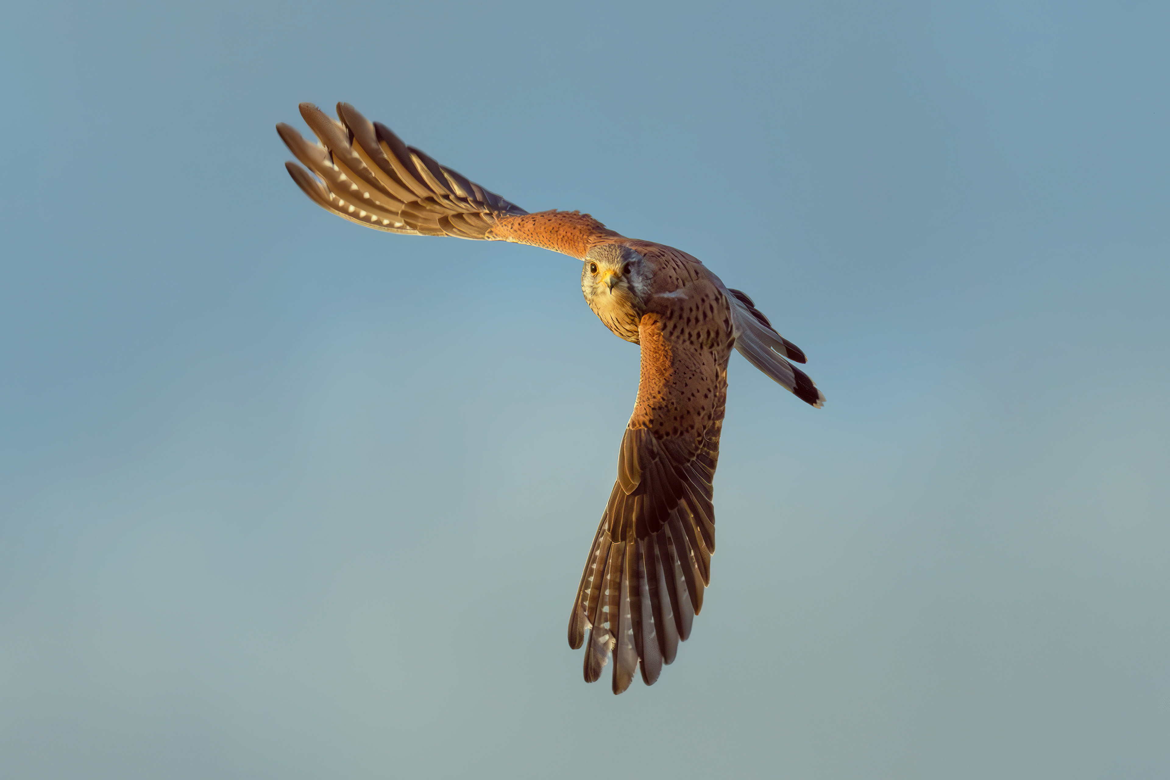 Common kestrel, Lepelaarplassen - Almere (2024)