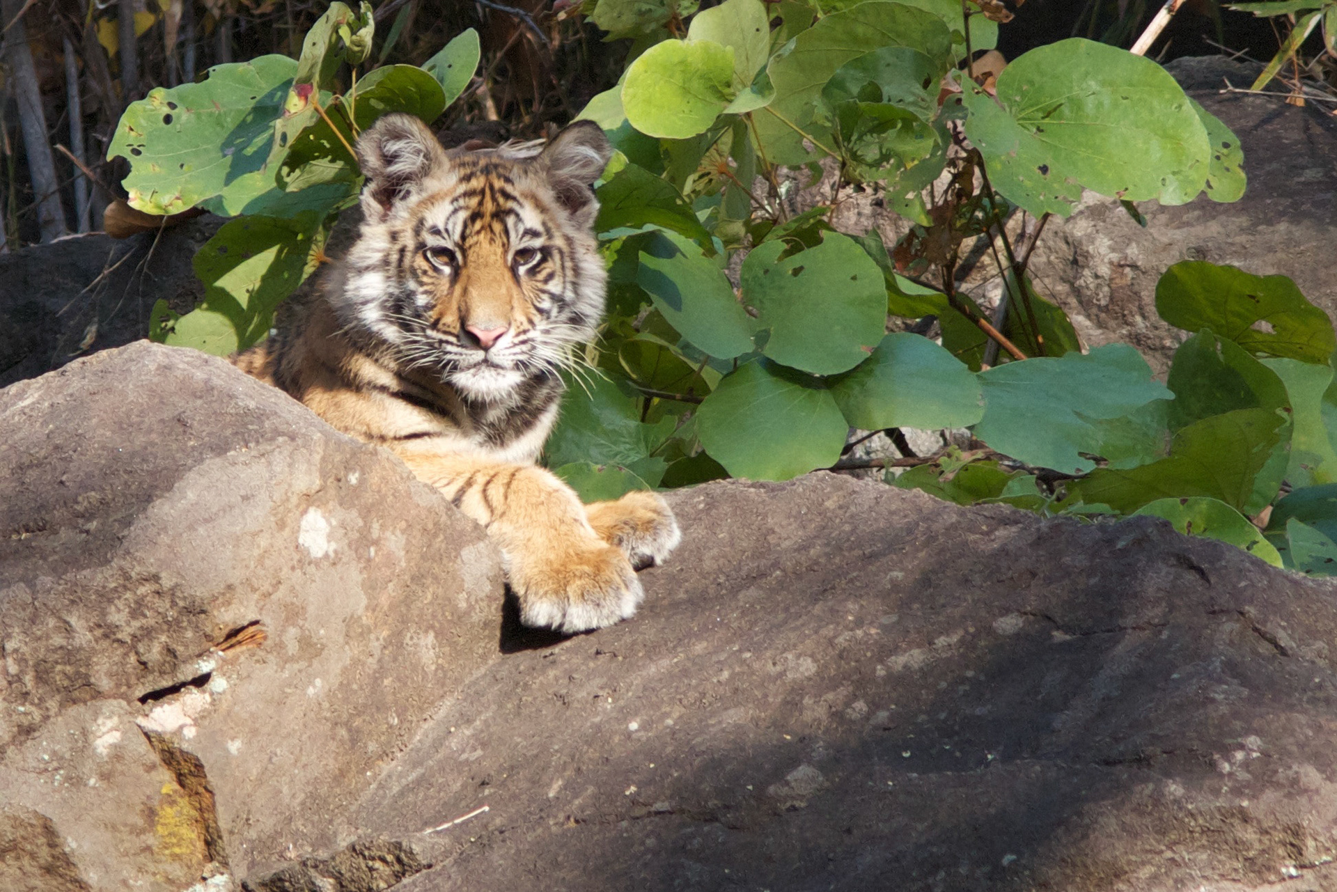 Young tiger, Bandhavgarh N.P., - India