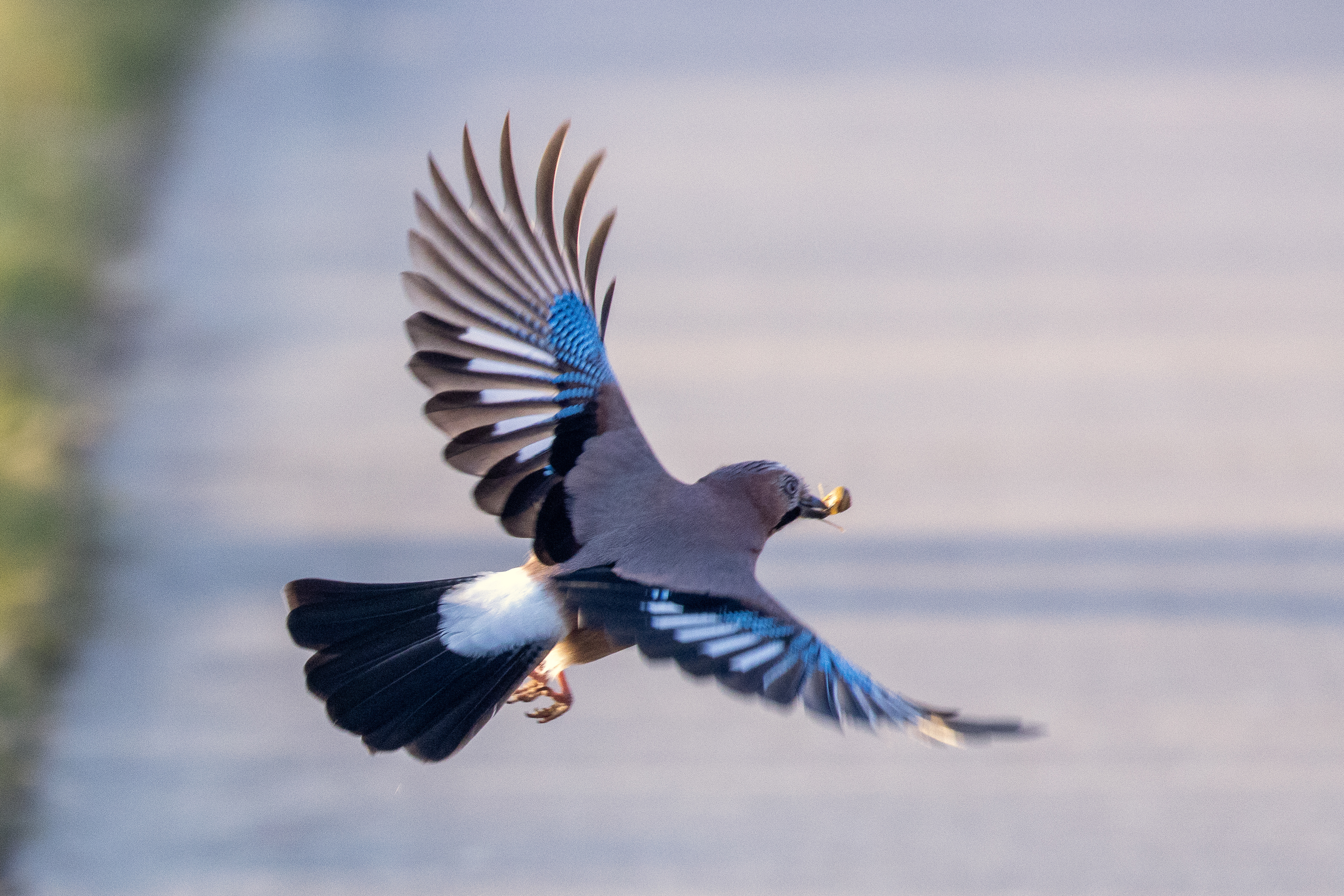 Jay take-off, Lepelaarplassen - Almere