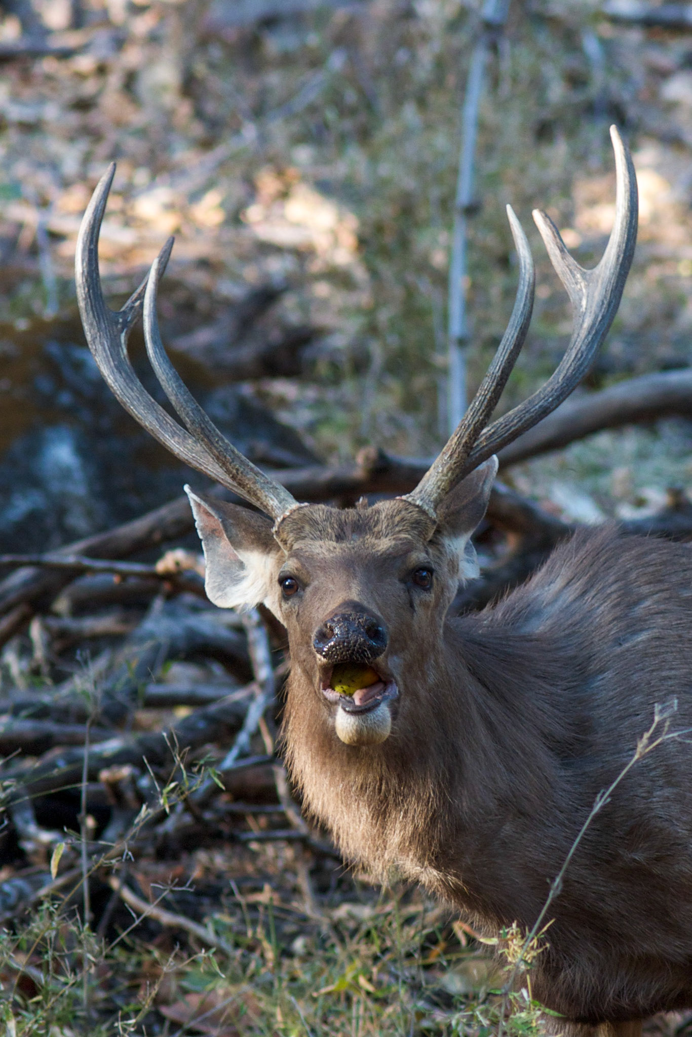 Samber deer, Bhandavgarh N.P. - India