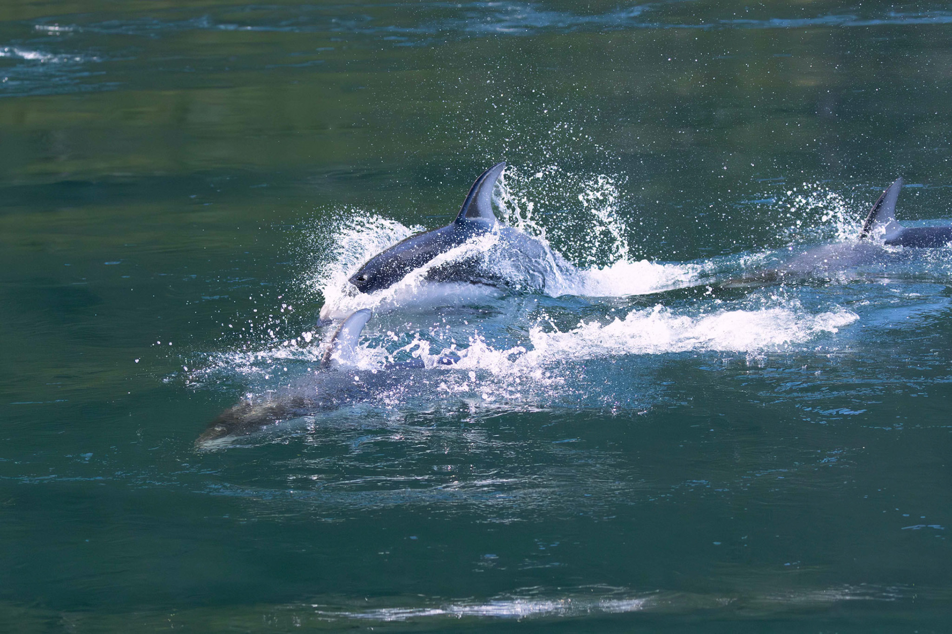 White-sided dolphins