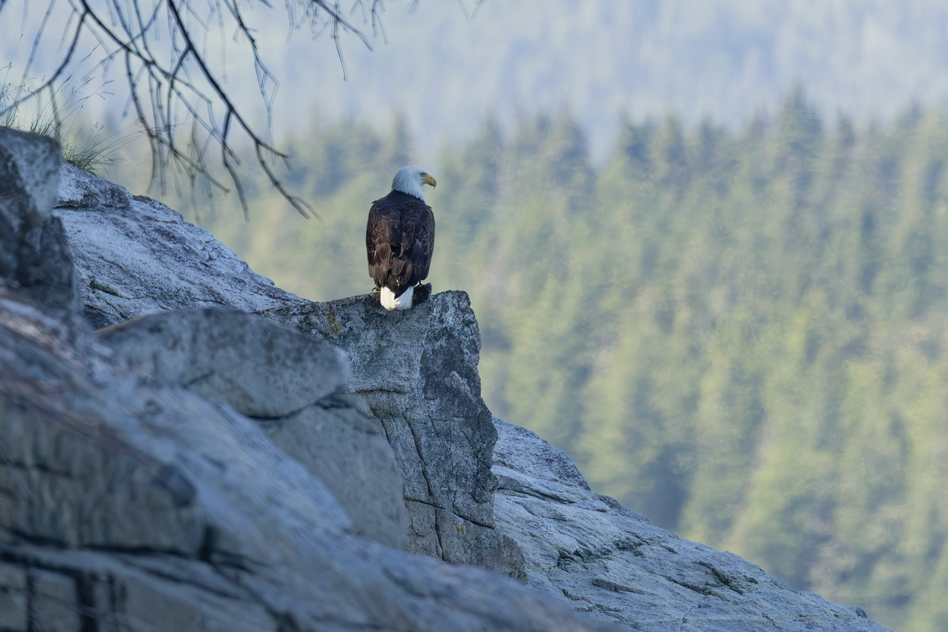 Relaxing bold eagle