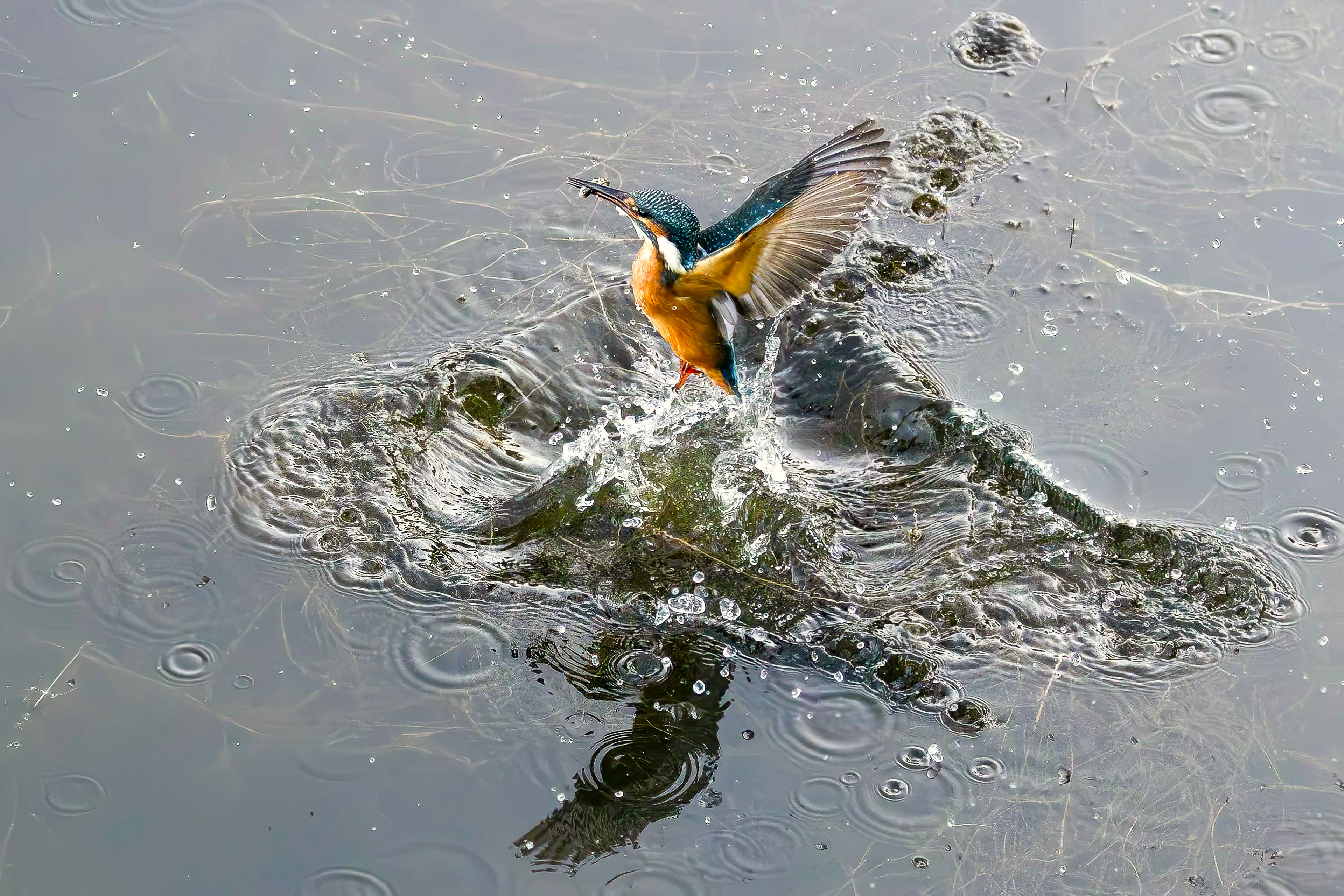 Kingfisher emerges, Lepelaarplassen - Almere (2024)