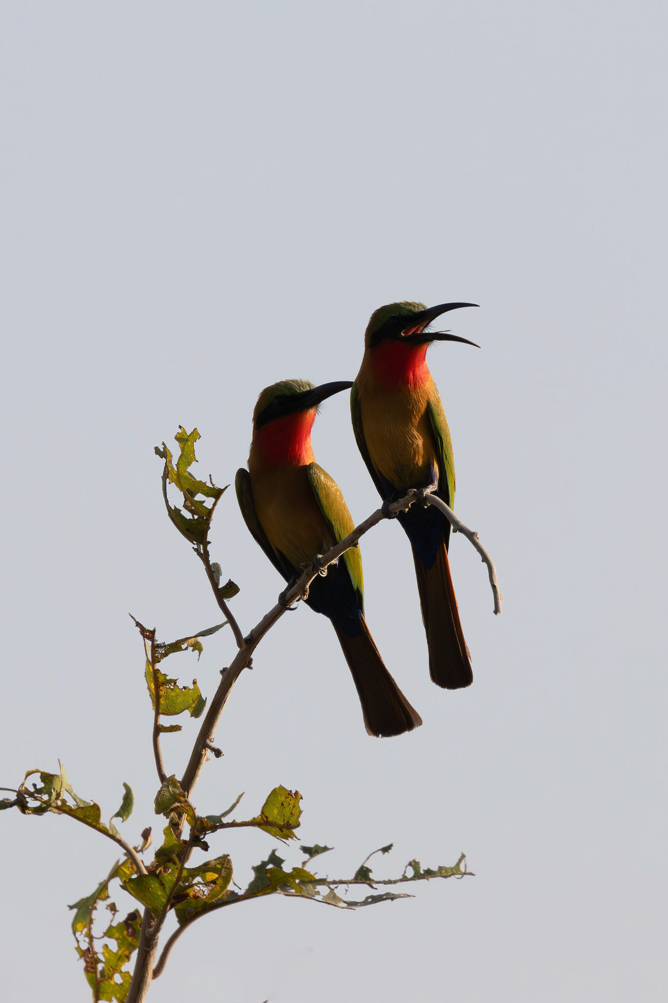 Red-throated Bee-eaters