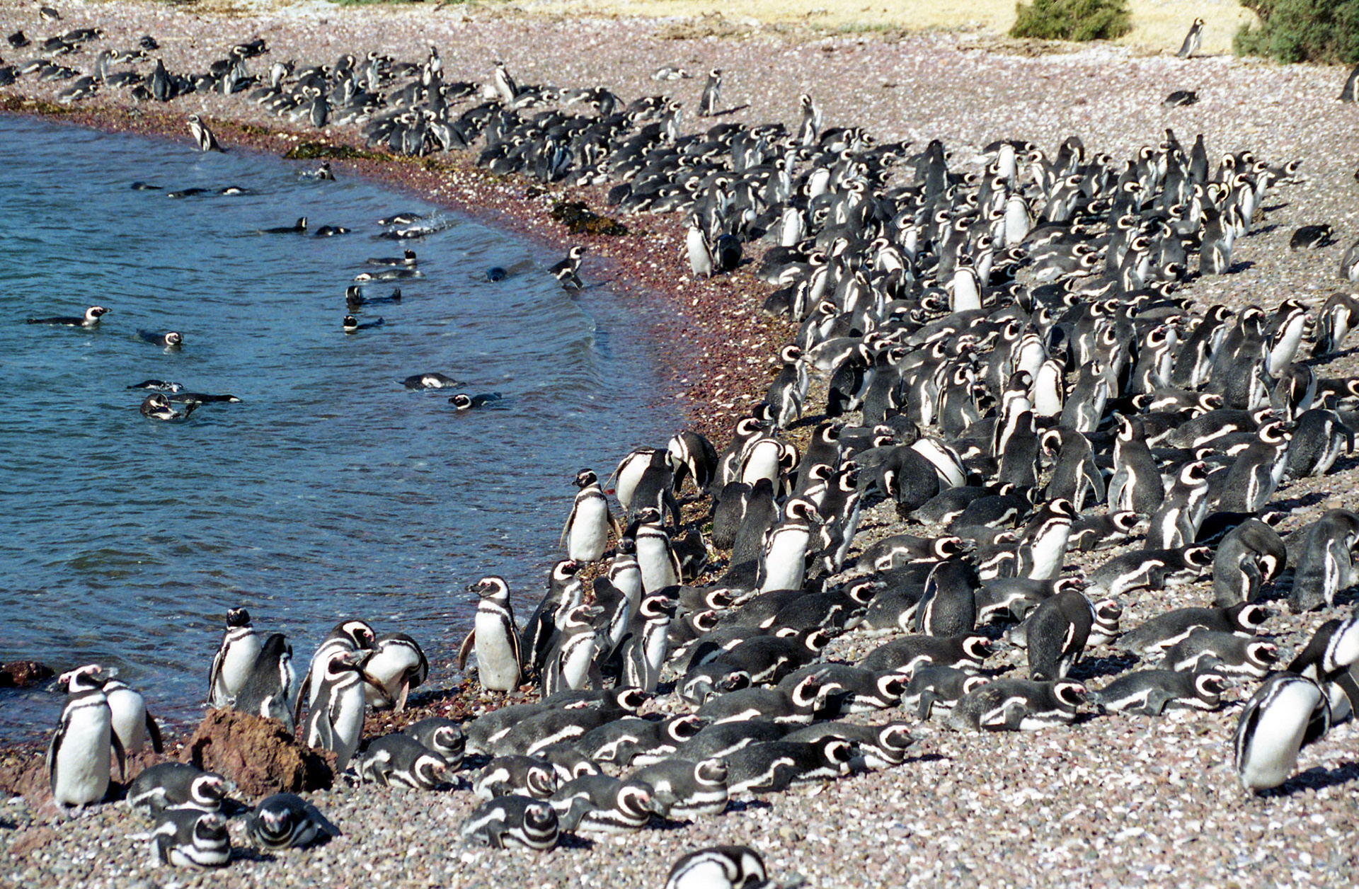 Magellanic penguins, Punta Tombo - Argentina