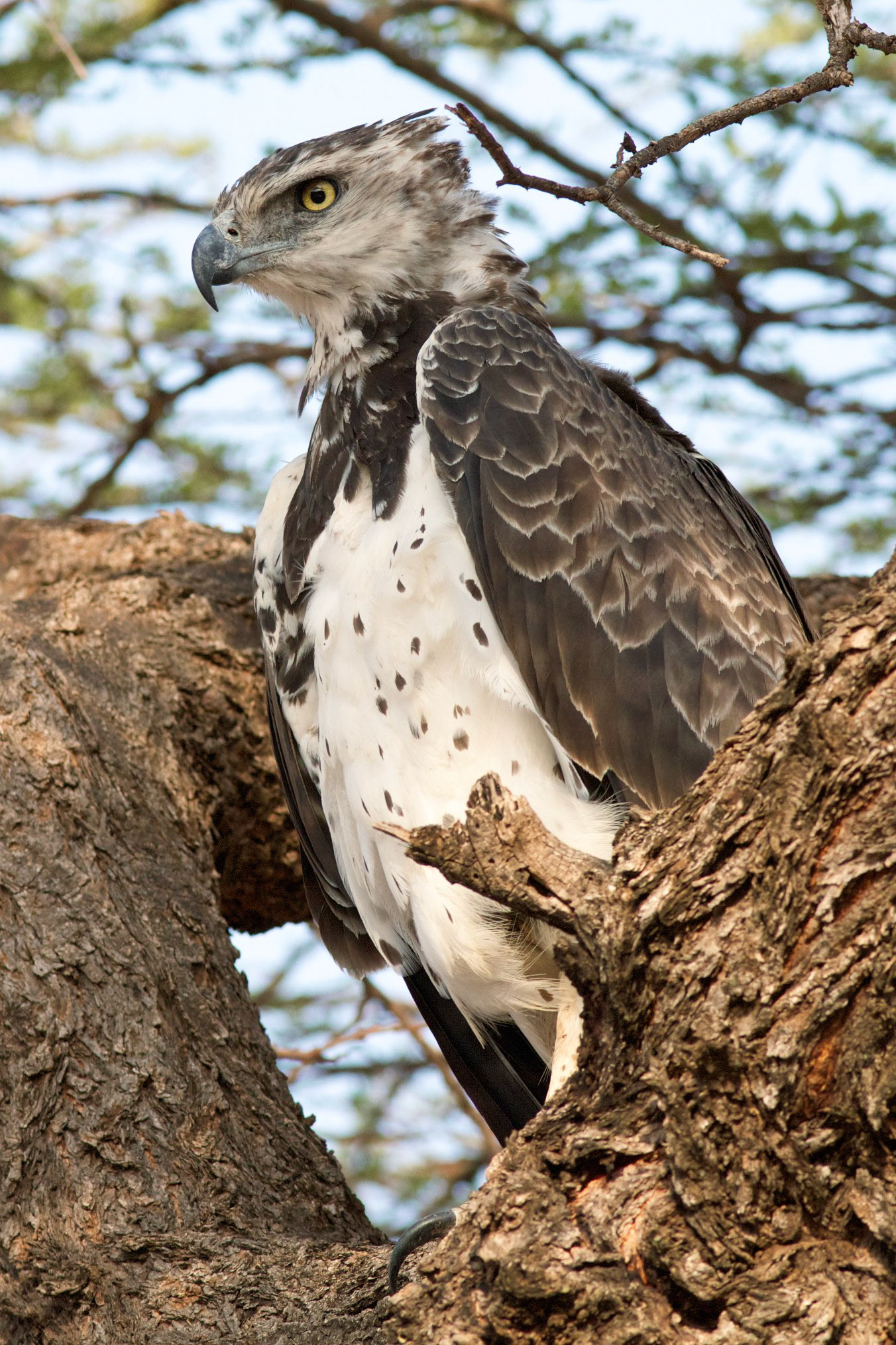 Martial eagle, Kenya
