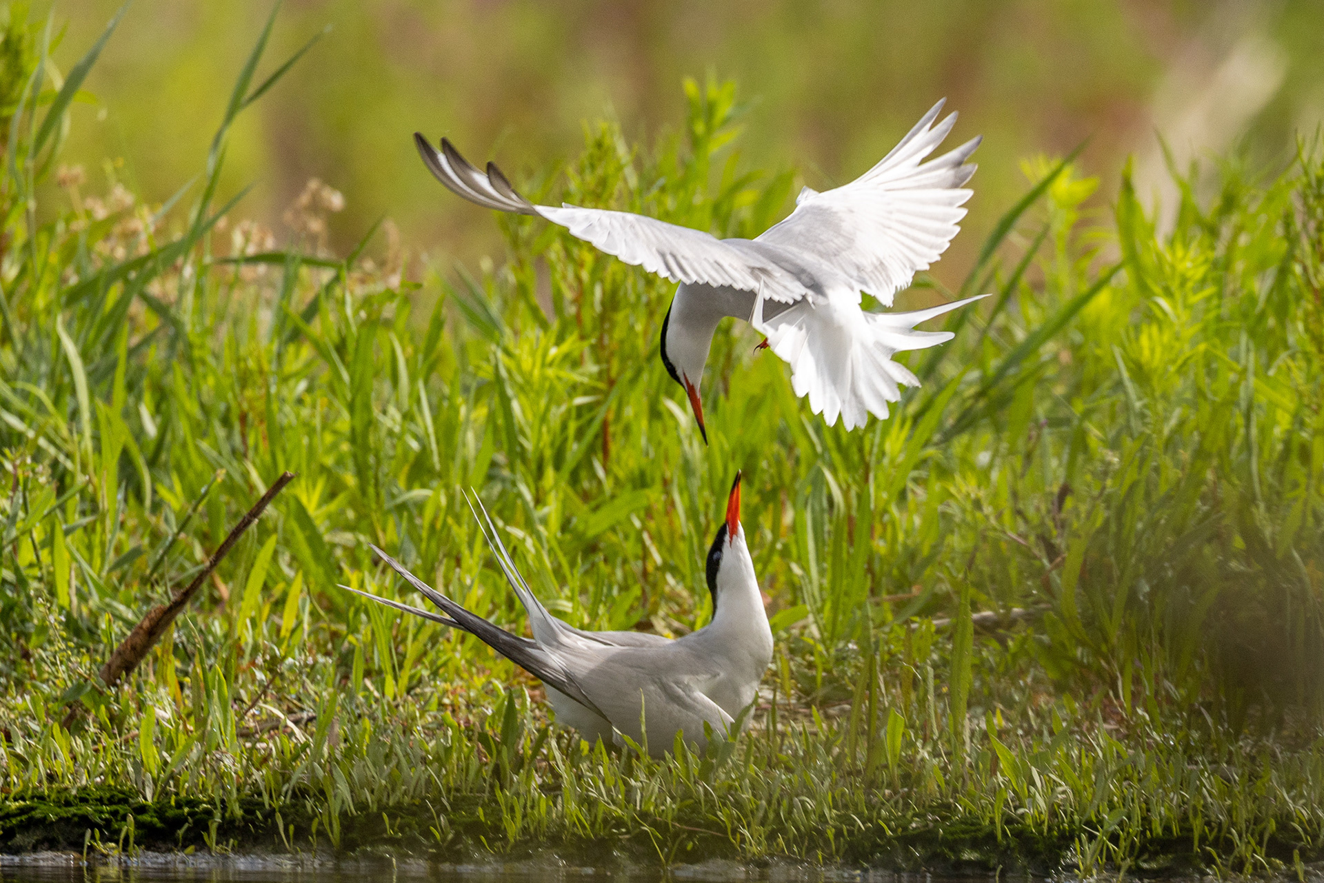Terns in action, Marker wadden (NL)