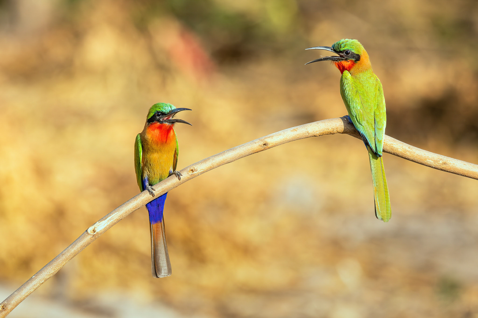 Red-throated Bee-eaters