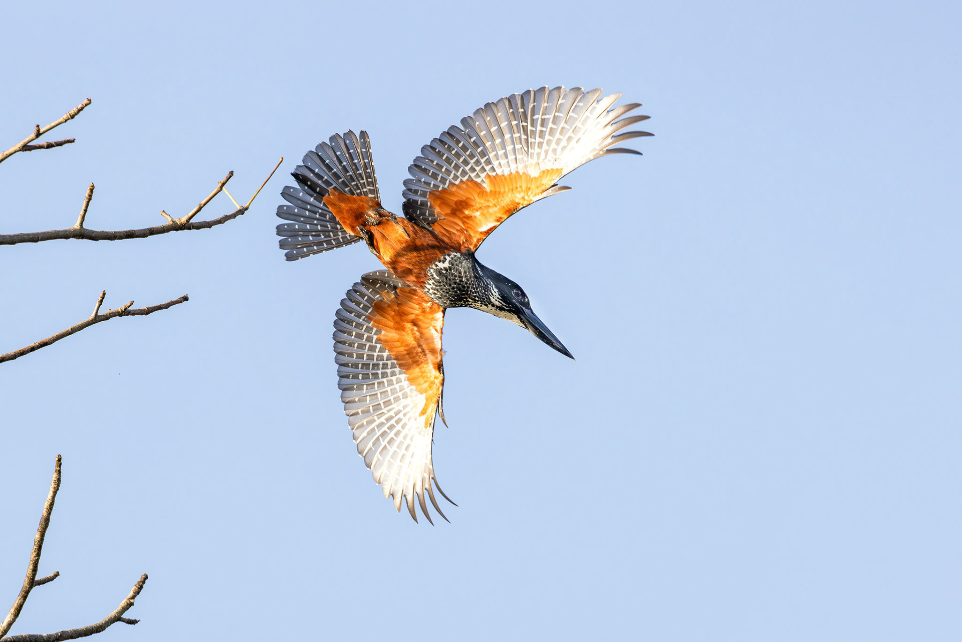 Giant kingfisher in flight