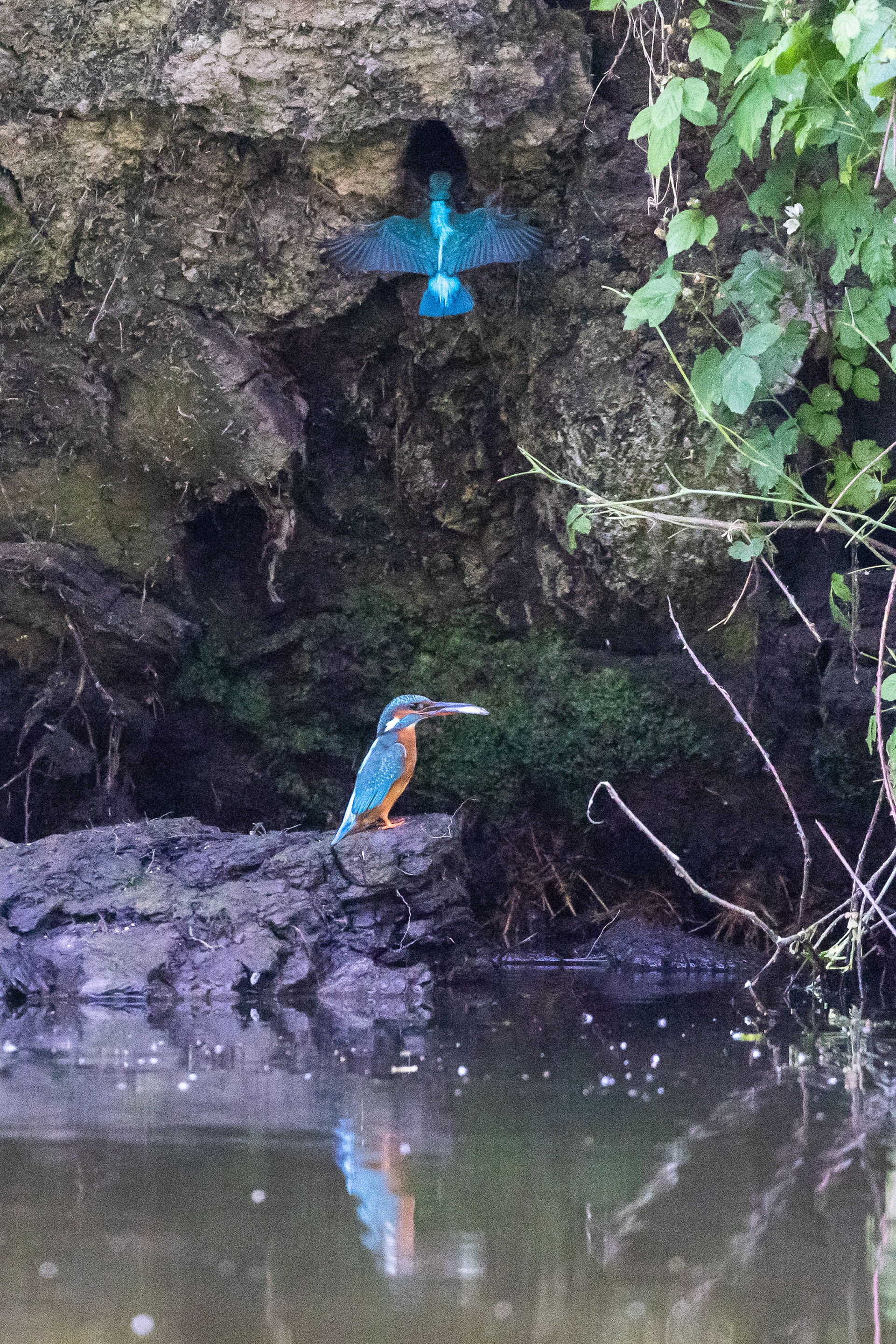 Kingfishers at nest, Lepelaarplassen - Almere (2022)