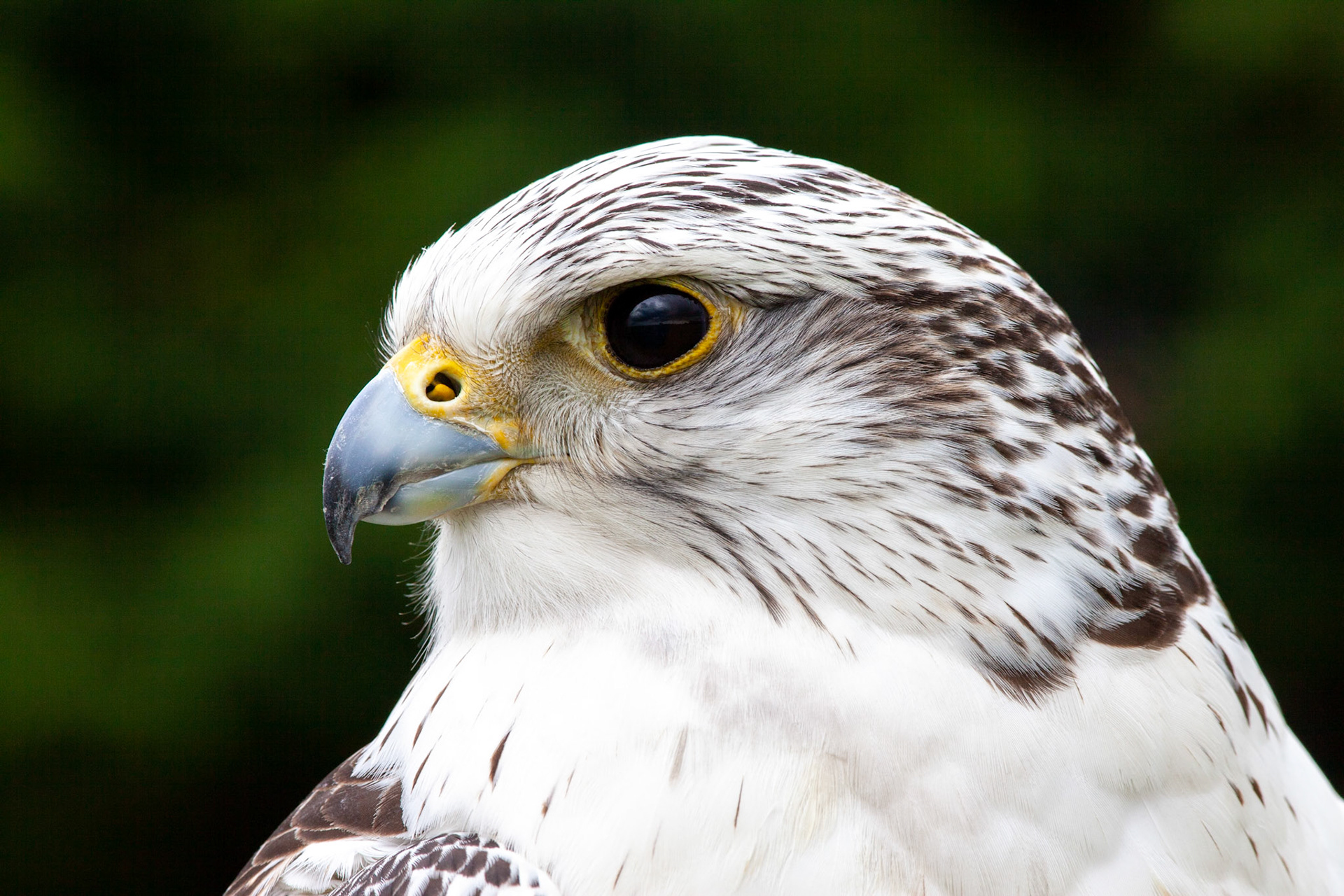 White buzzard, bird sanctuary - Netherlands