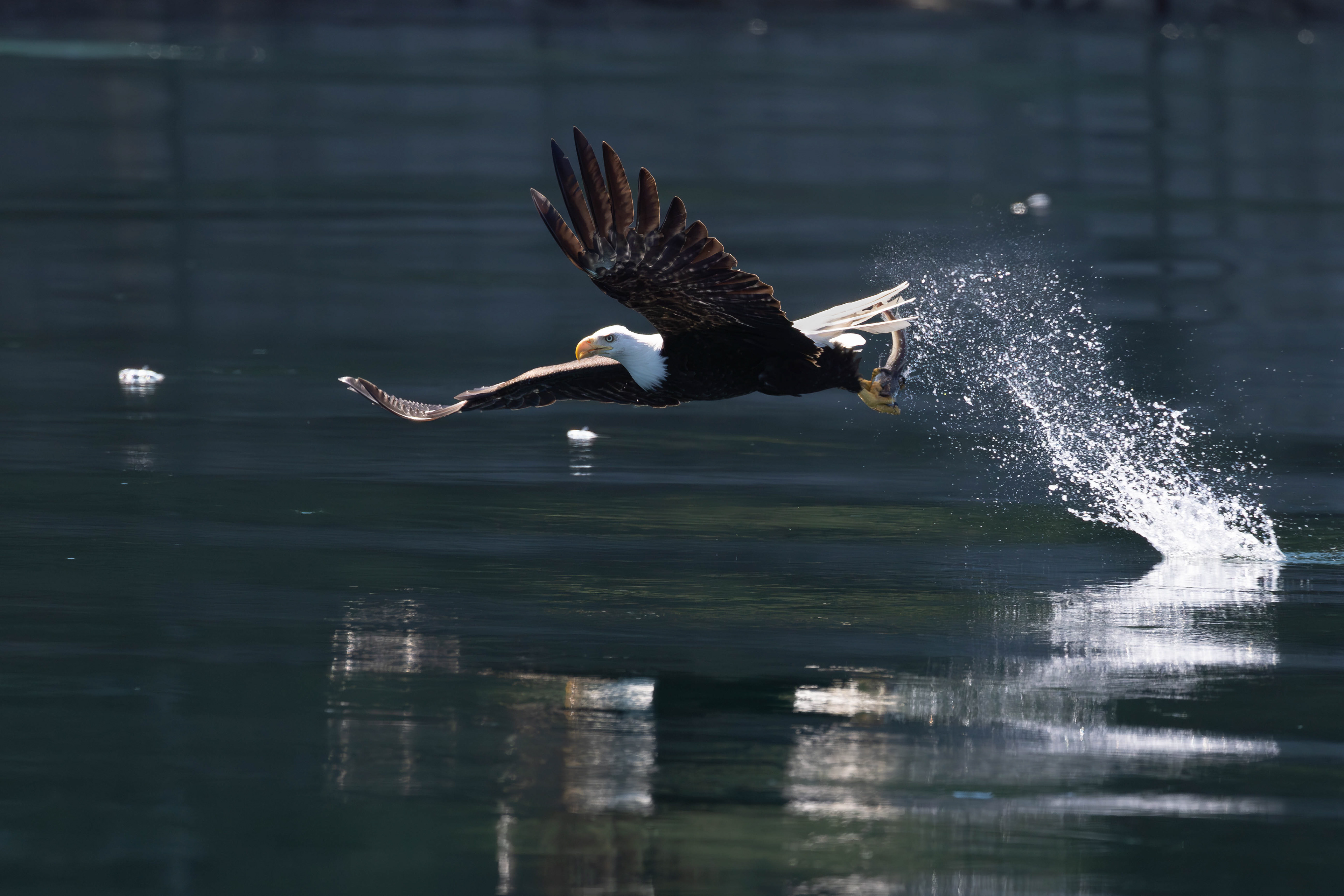 Bold eagle great catch