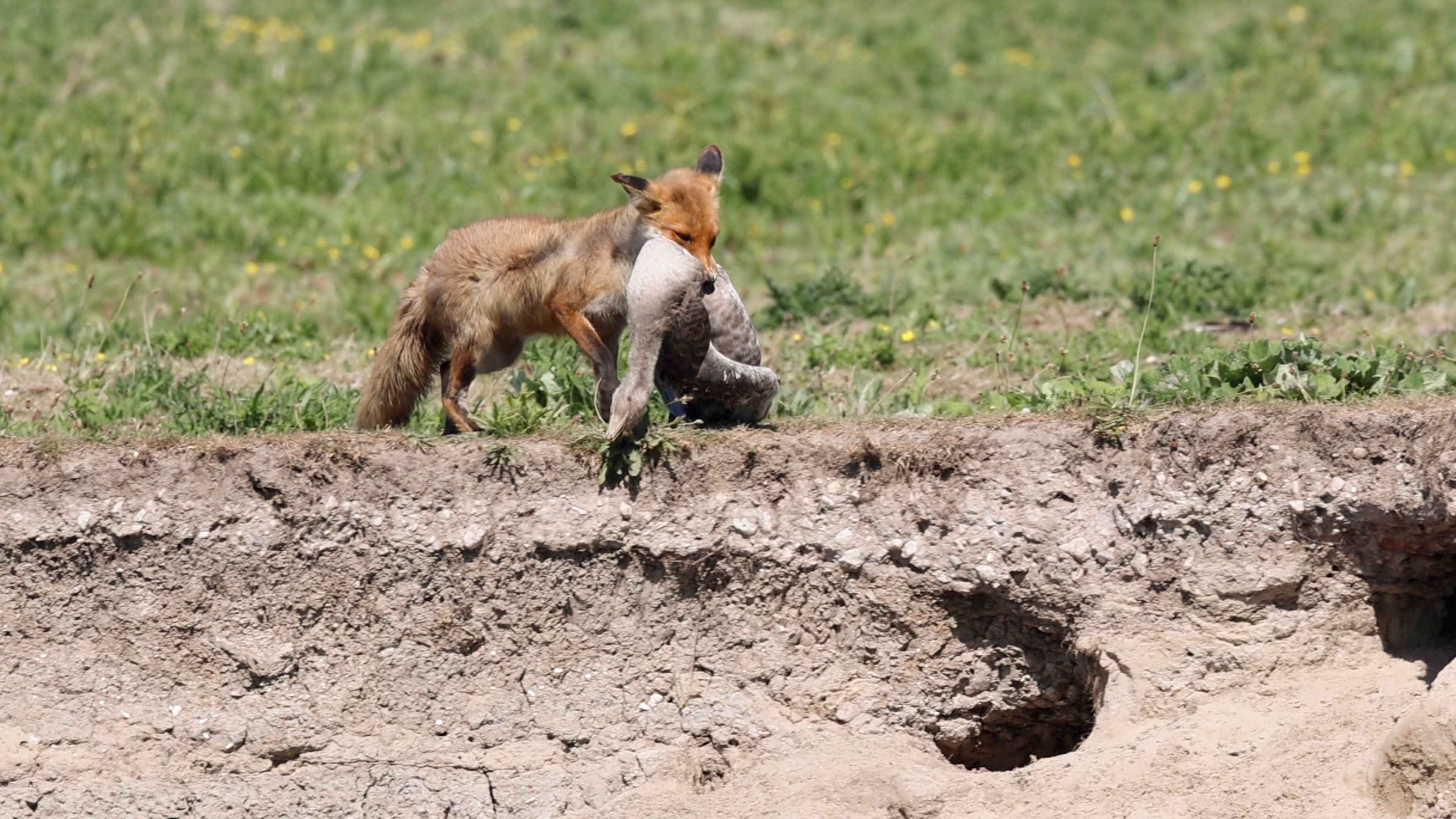 Mon fox with kill, Oostvaardersplassen - Almere (2025)