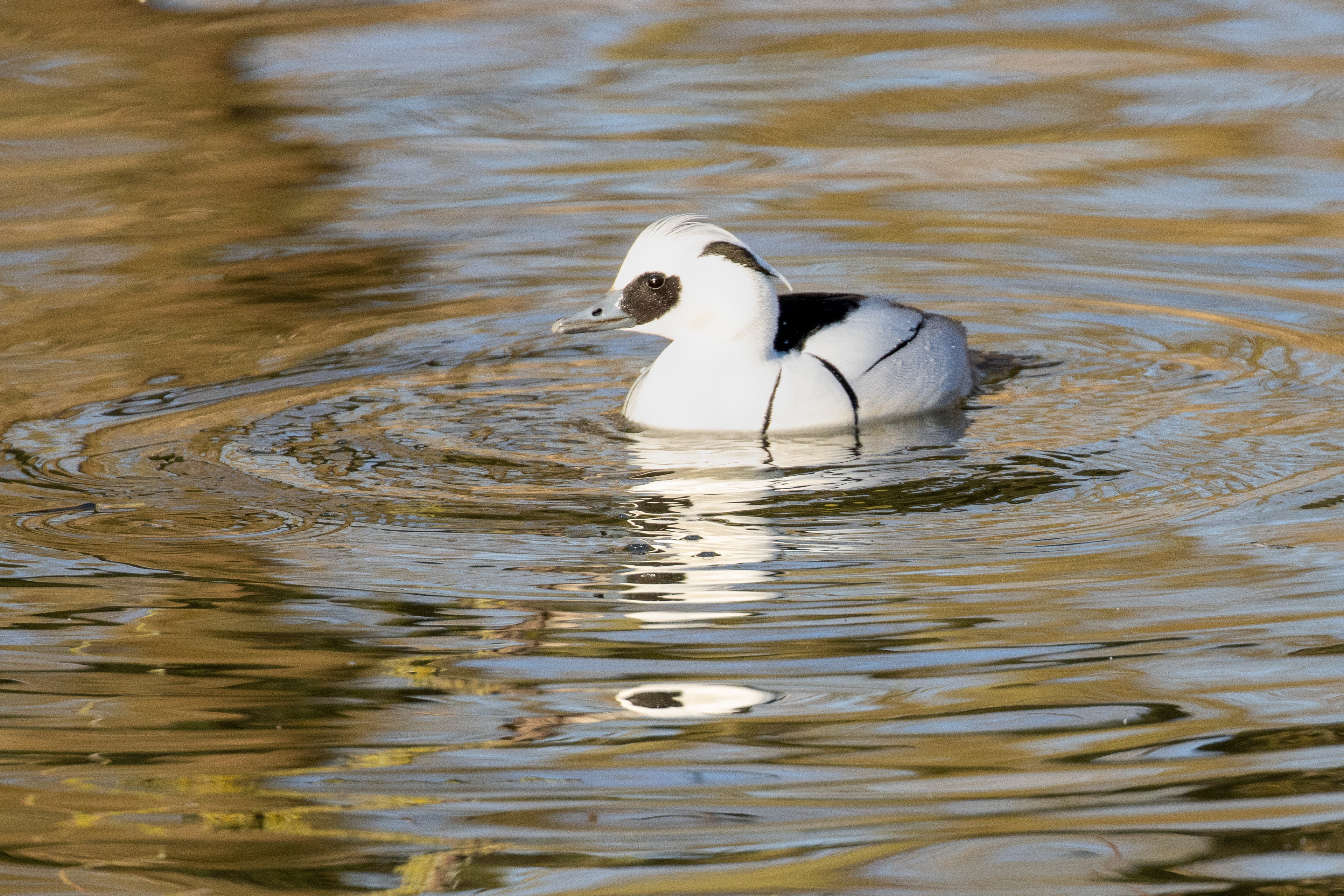 Smew male, Lepelaarplassen - Almere (NL)