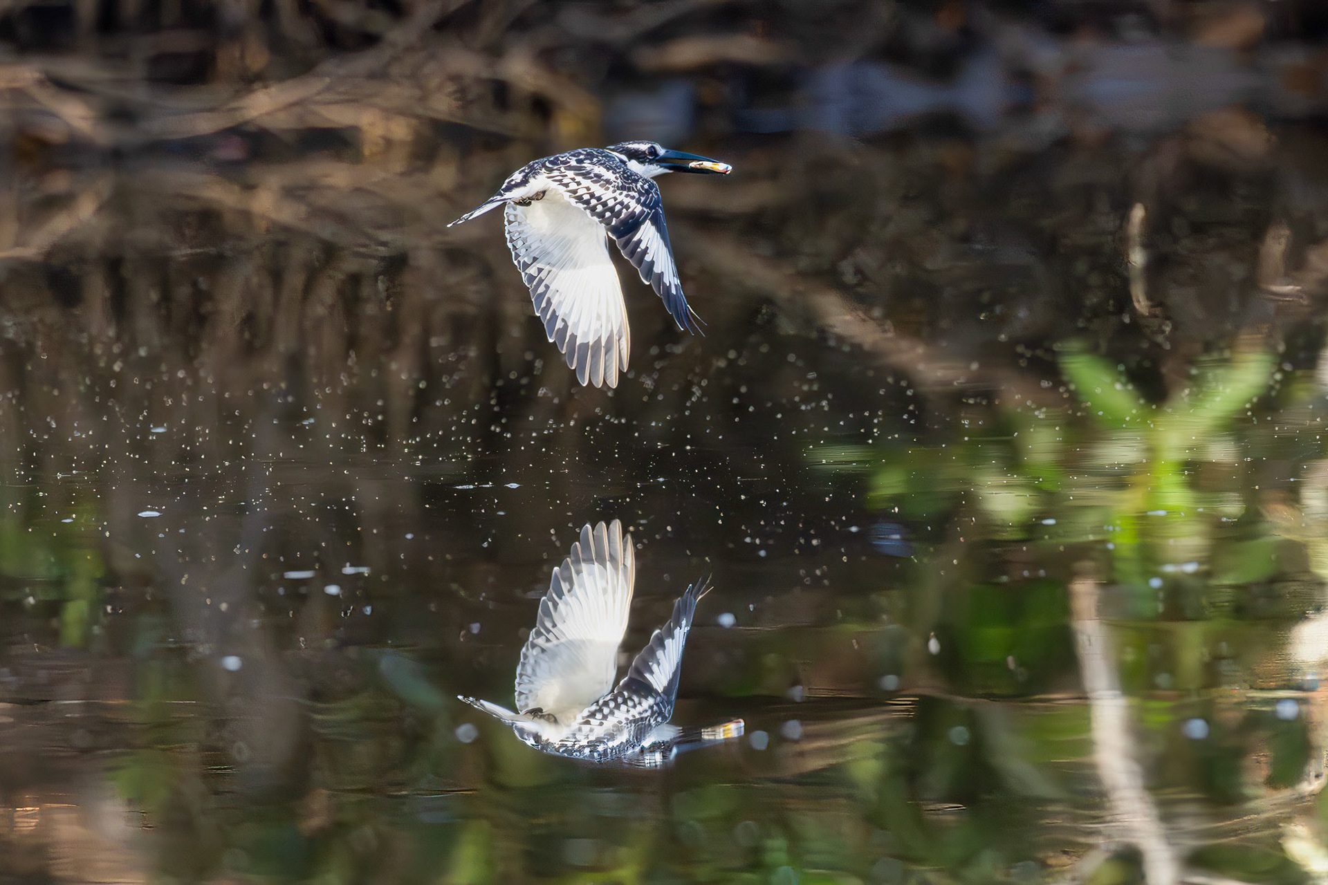 Pied Kingfisher in flight