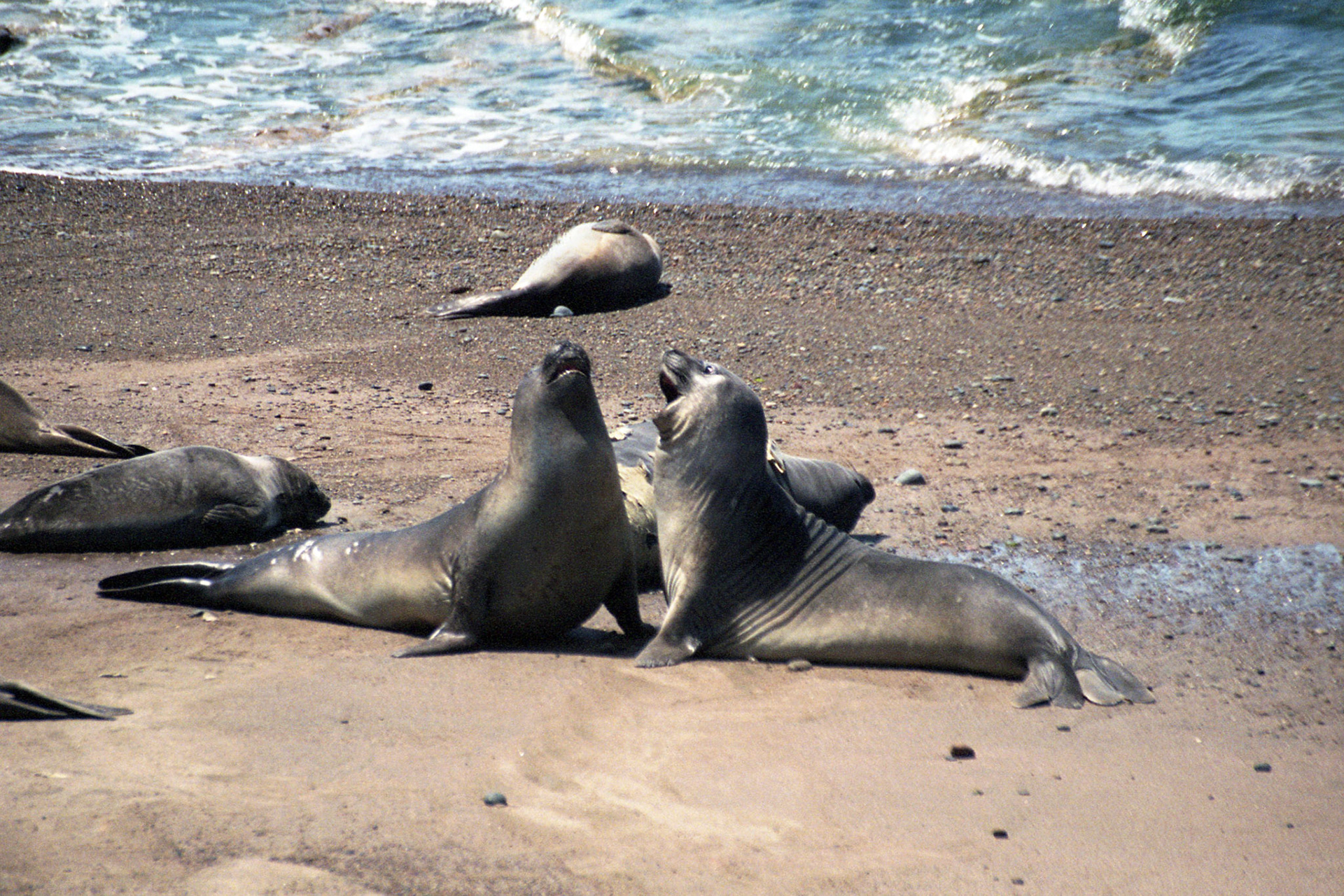 Sea elephants - Argentina
