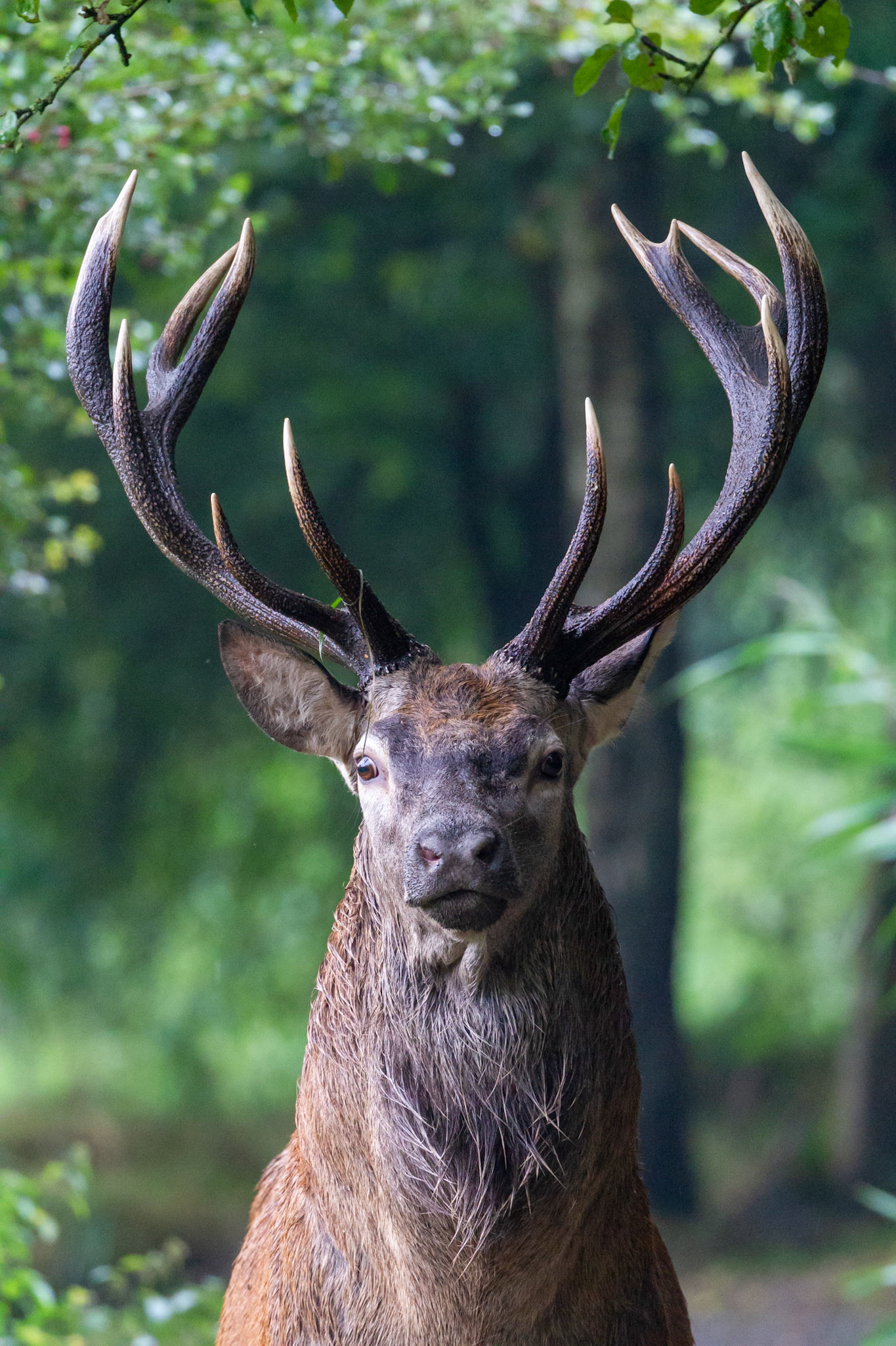 Deer, Lelystad - Netherlands