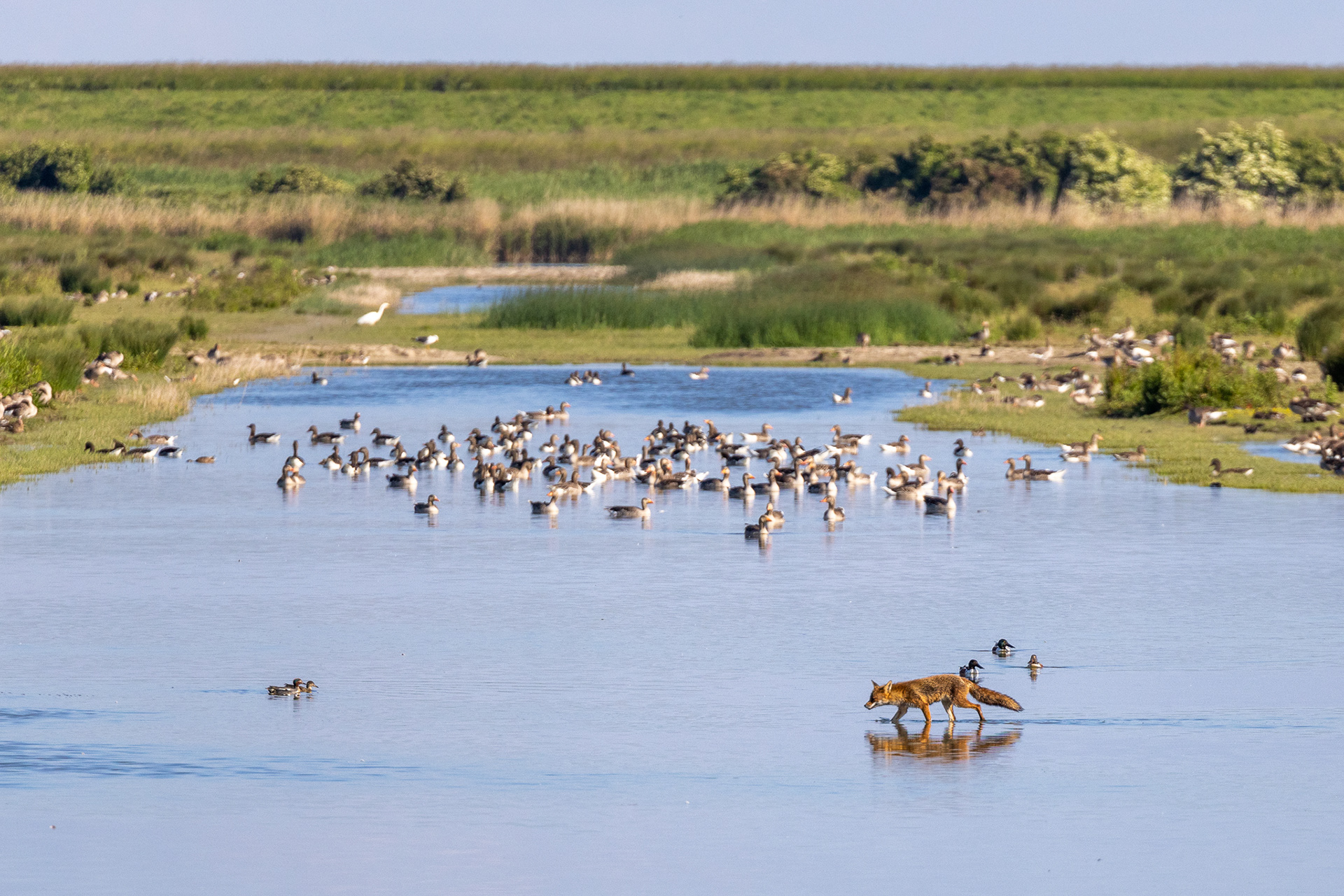 Fox crossing - Lepelaarsplassen, Almere (NL)
