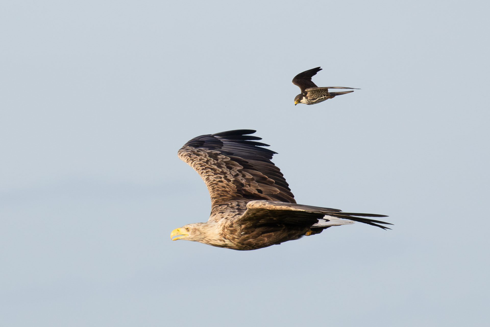 White-tailed eagle and Eurasian hobby, Lepelaarplassen, Almere (2026)