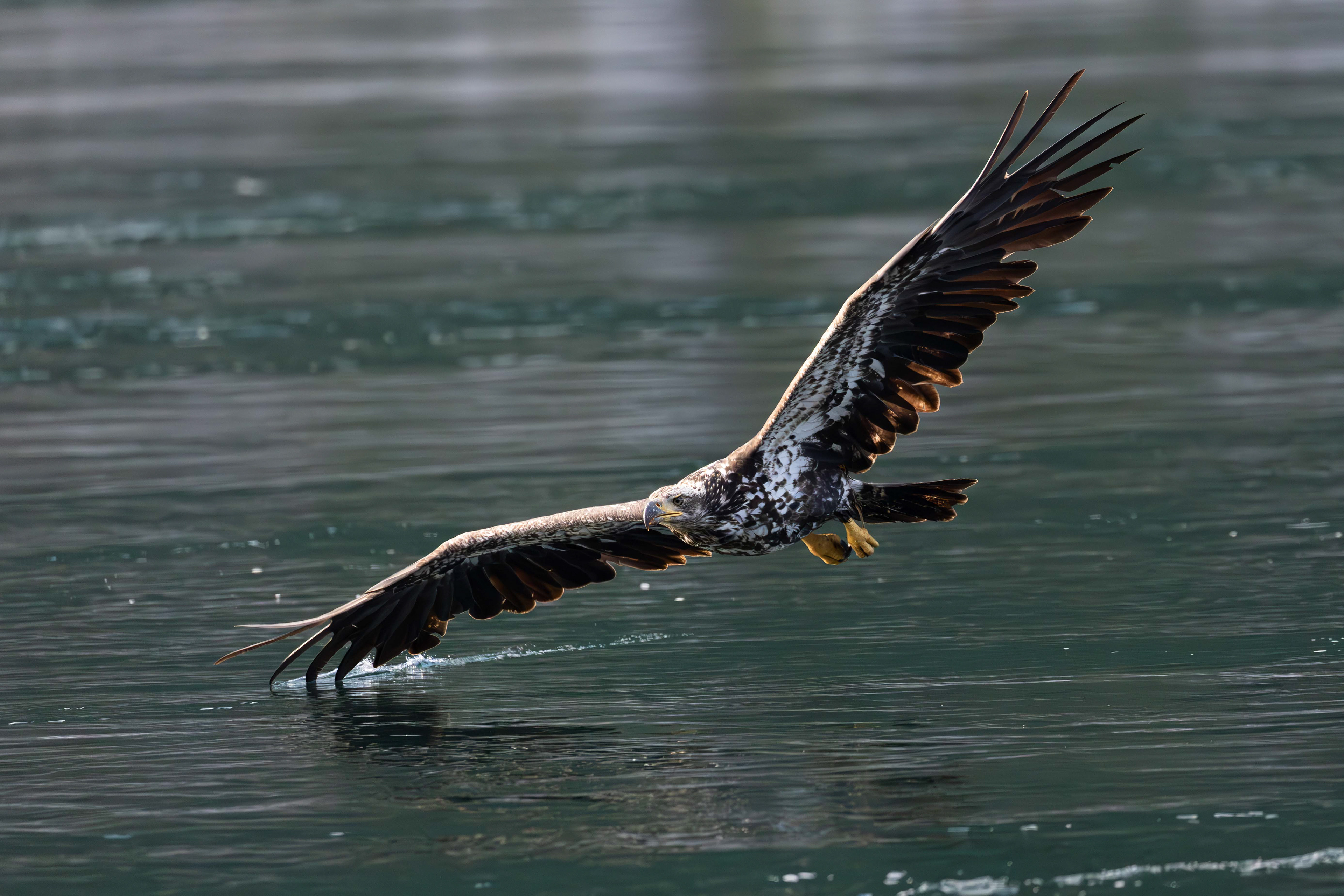 Juvenile bold eagle on approach