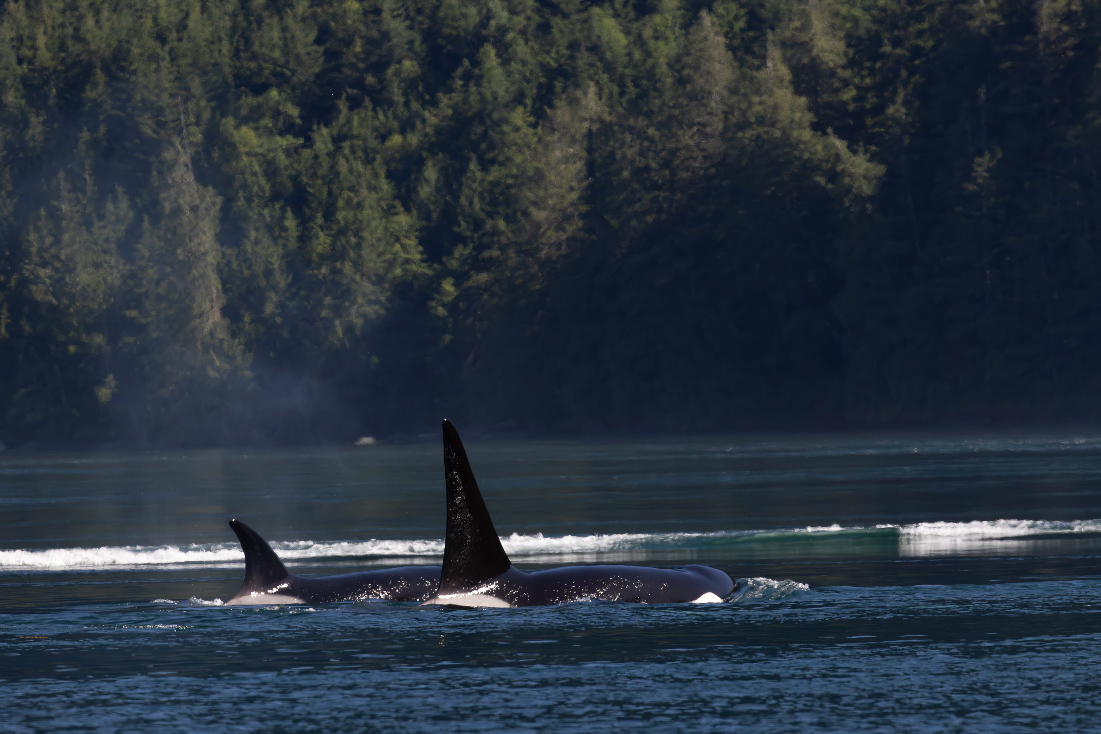 Orcas cruising