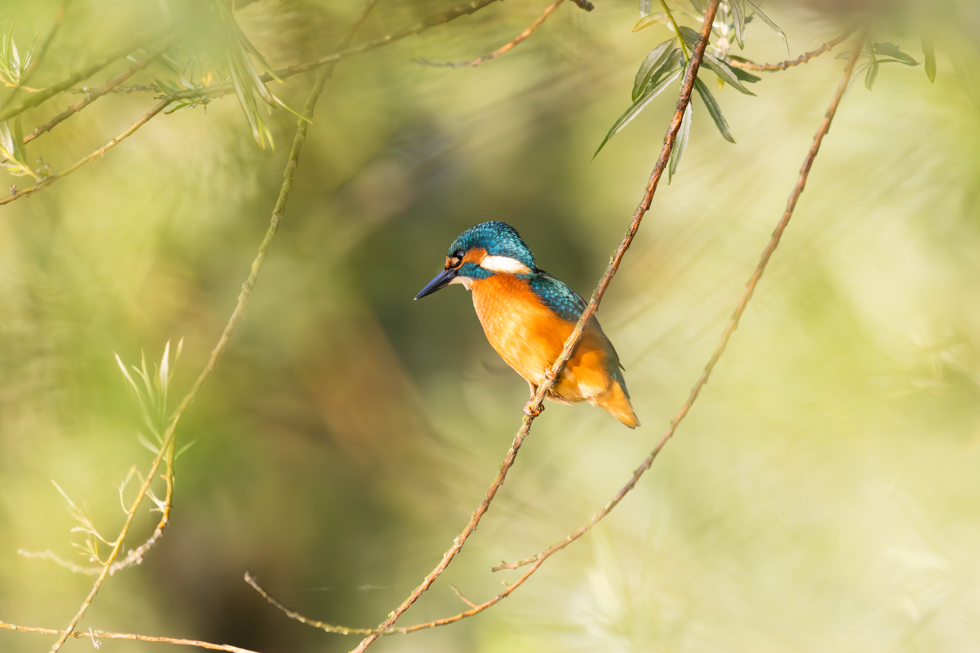 Kingfisher in tree., Lepelaarplassen - Almere (2025)