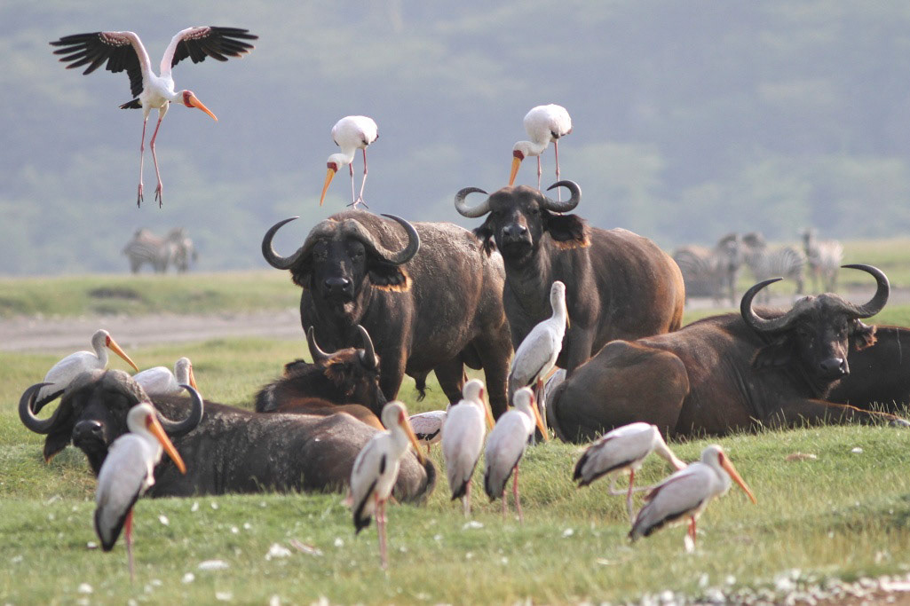 Buffalos and storks, Kenya