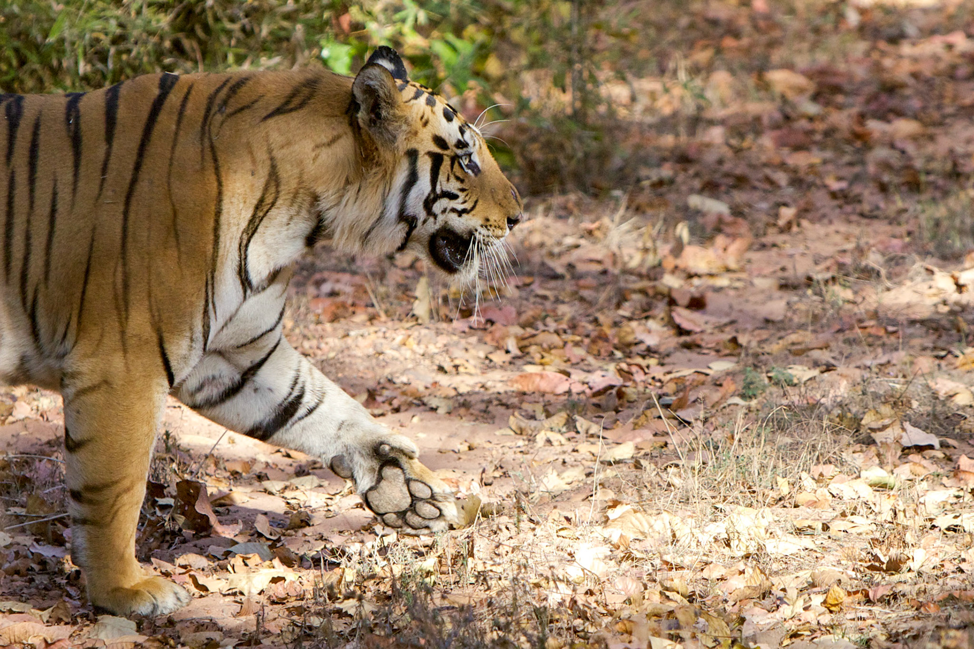 Tiger on the move, Bandhavgarh N.P., - India