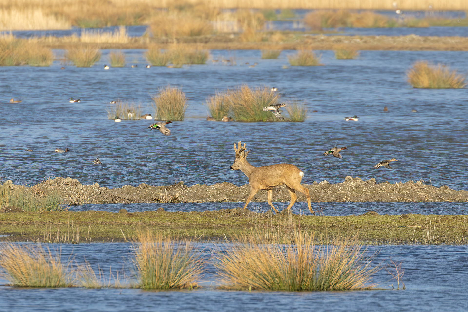 Roe deer, Lepelaarplassen - Almere (2024)