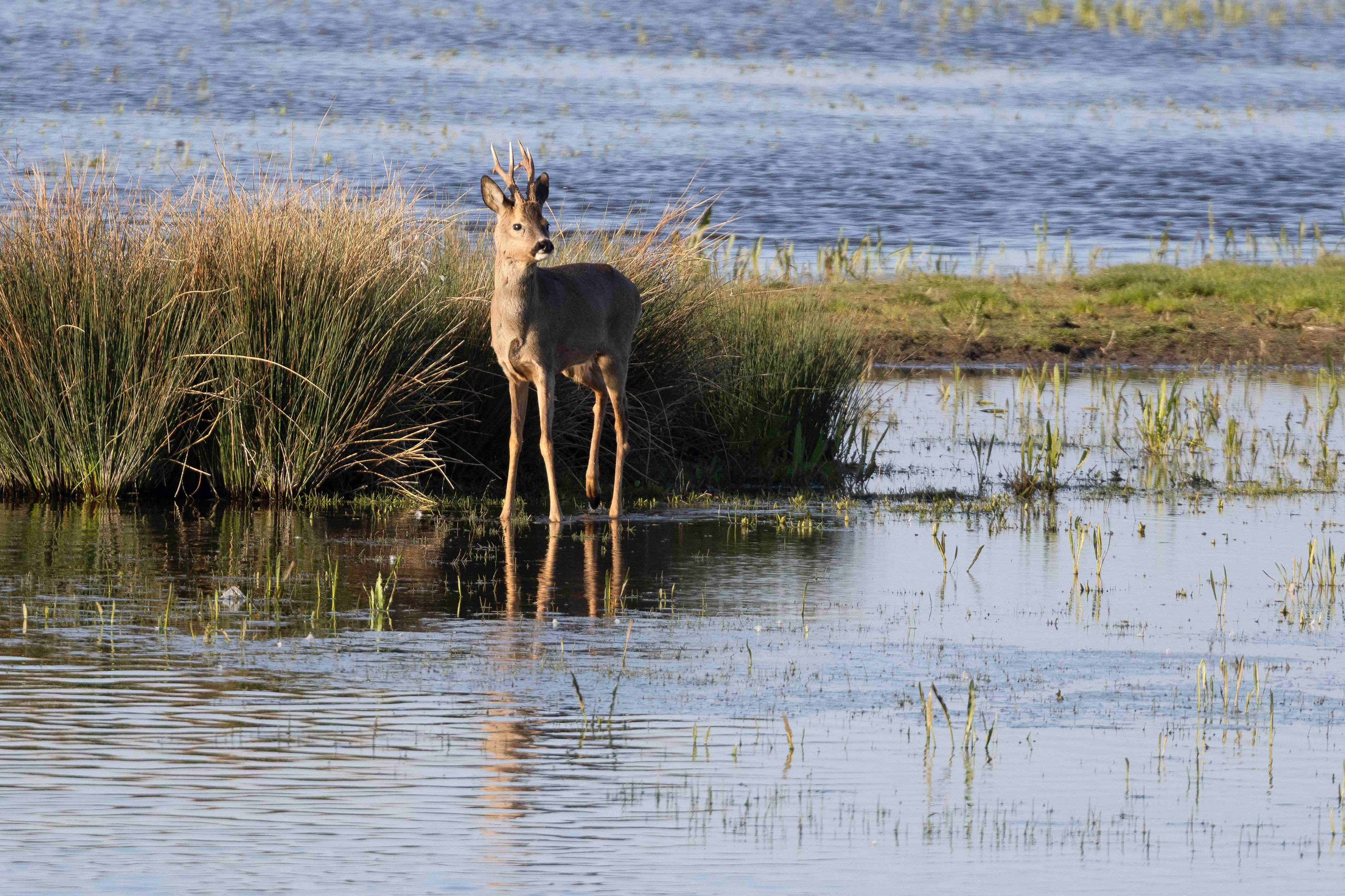 Roe deer, Lepaarplassen - Almere (2025)