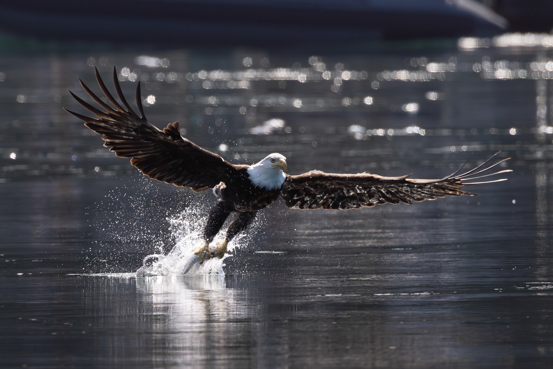 Bold eagle great catch