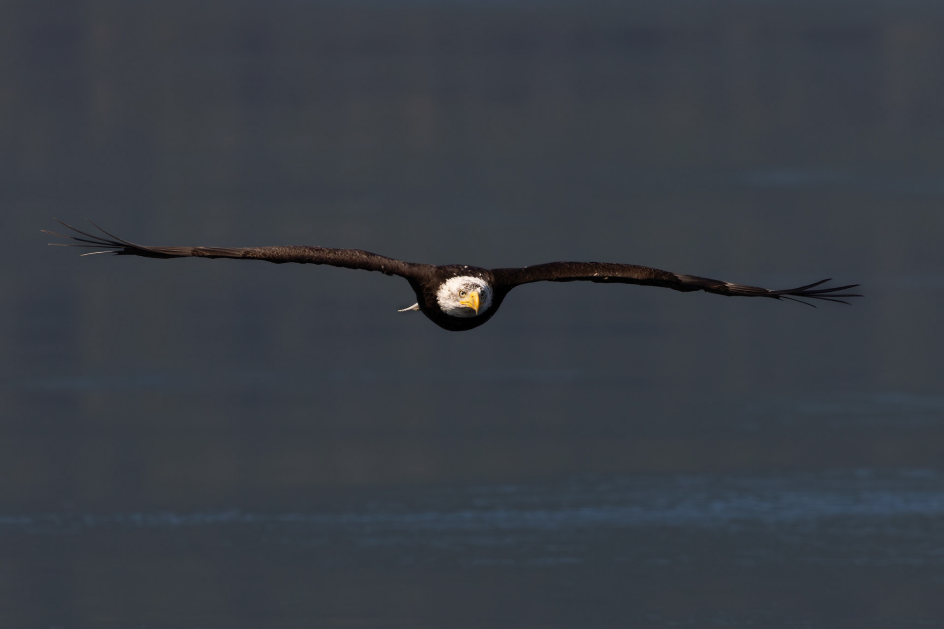 Bold eagle approaching