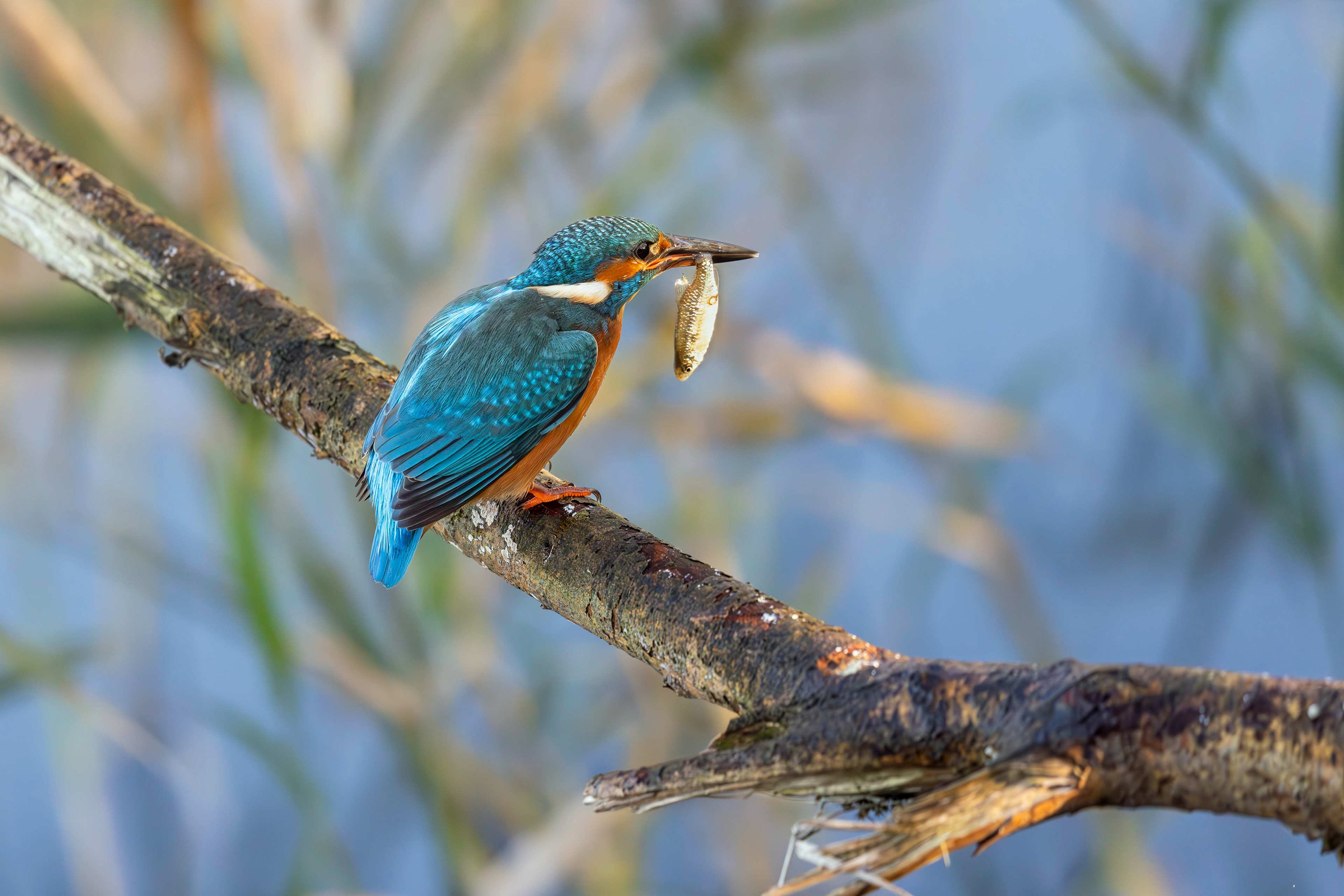 Kingfisher with catch, Lepelaarplassen - Almere (2024)