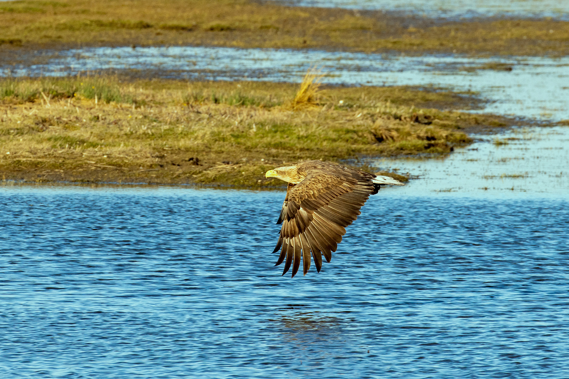 White-tailed eagle in flight, Lepelaarplassen - Almere (2022)