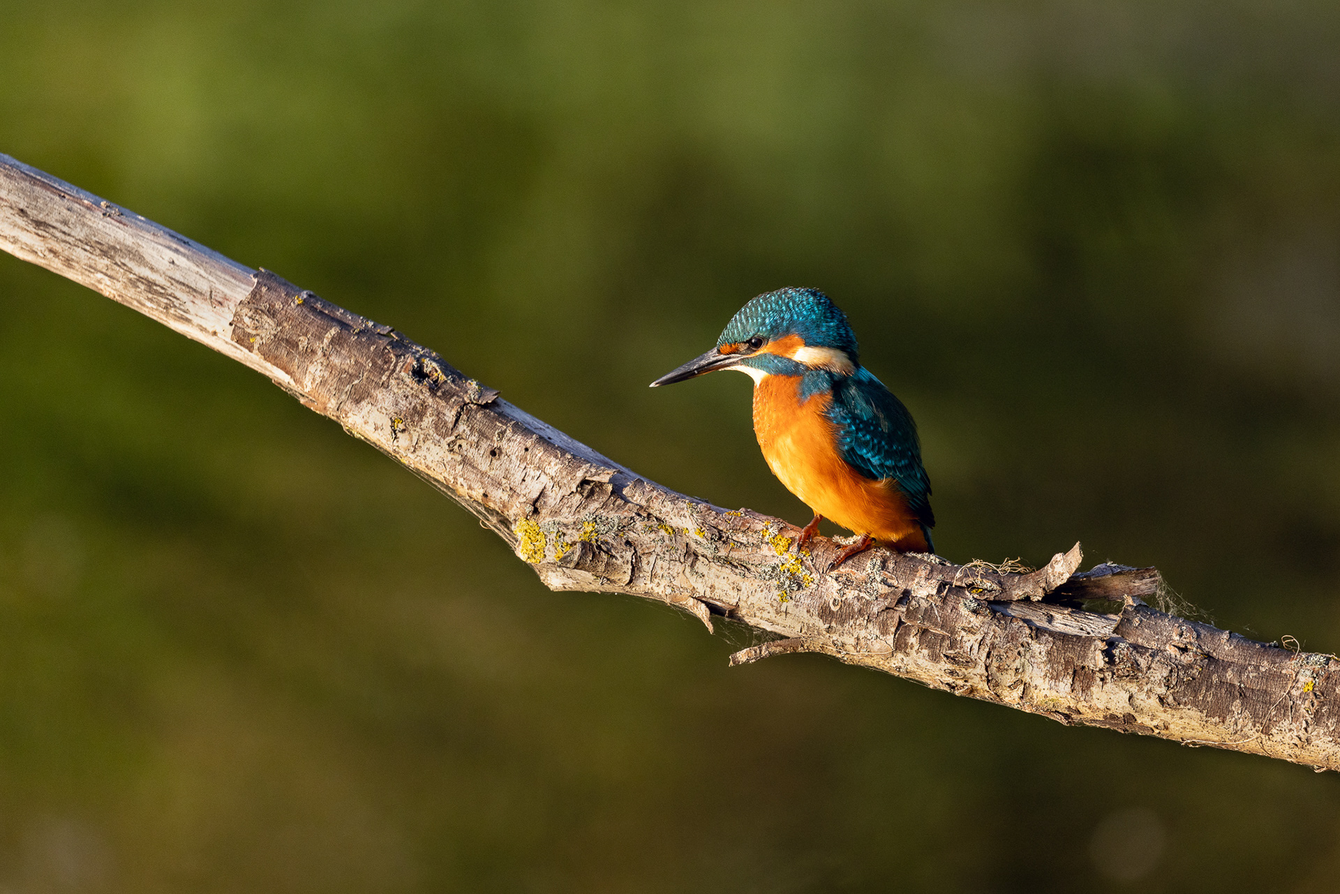 Kingfisher on the look-out, Lepelaarplassen - Almere (NL)