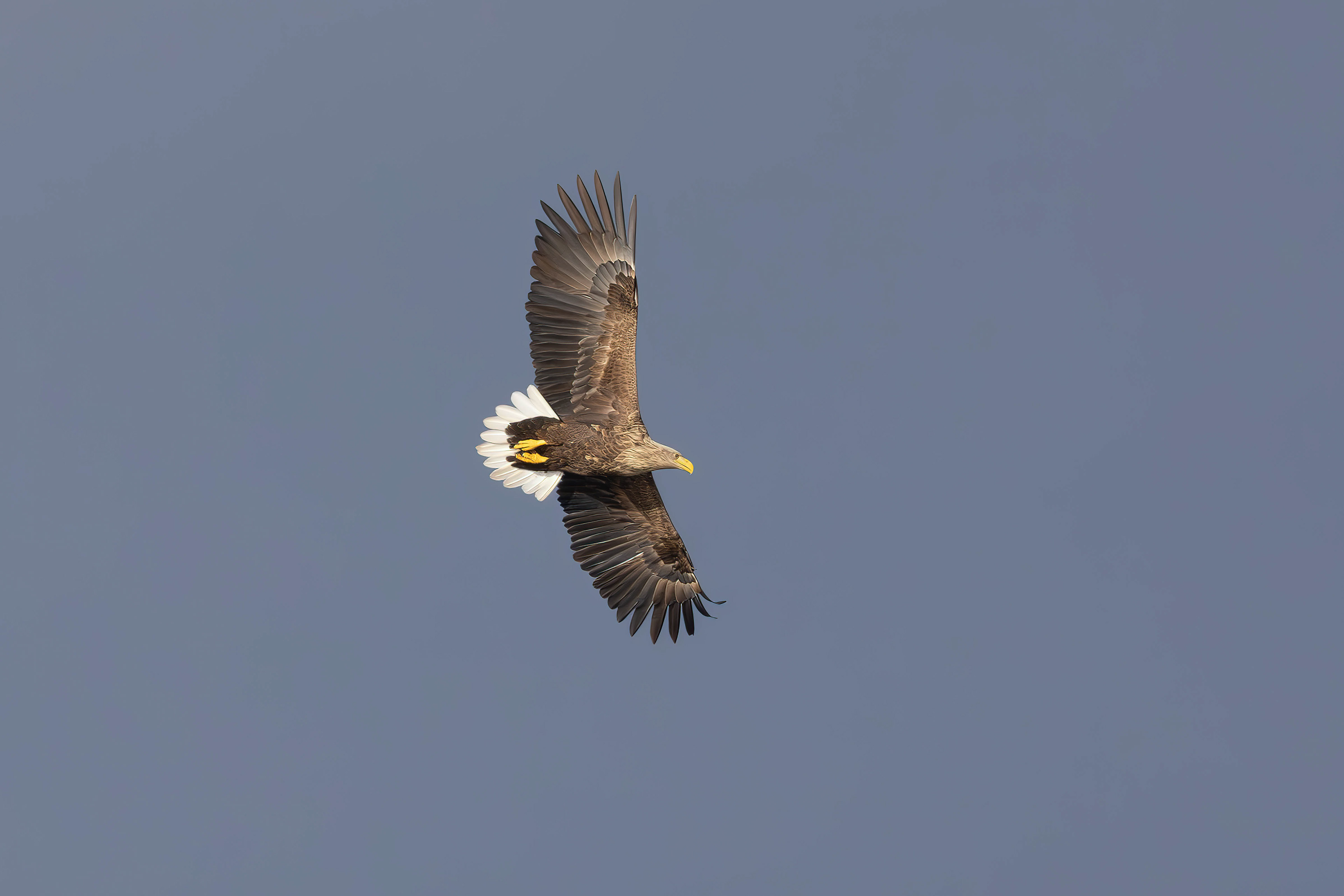 White-tailed eagle in flight, Lepelaarplassen - Almere (2024)