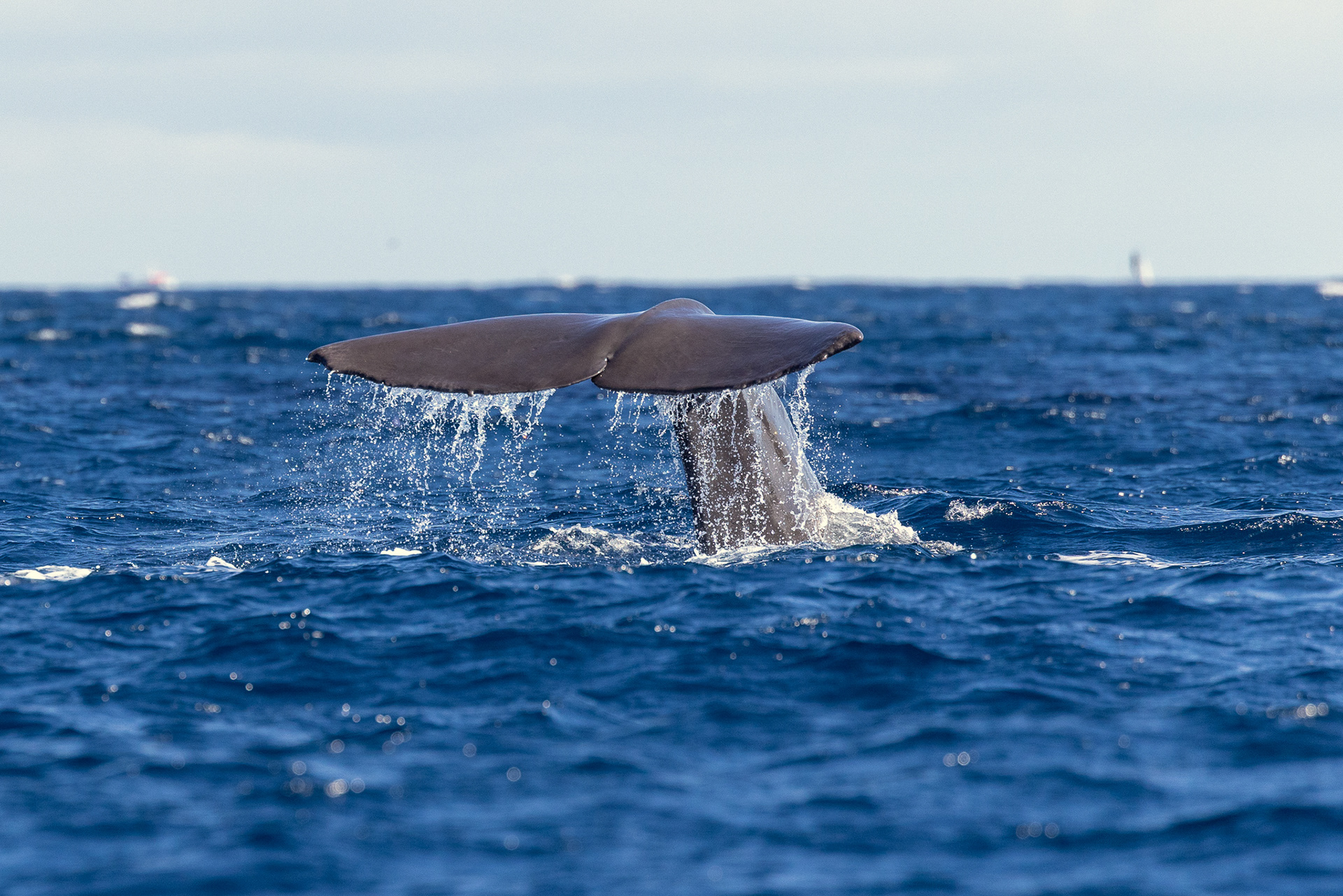 Sperm whale, Pico island/Azores - Portugal