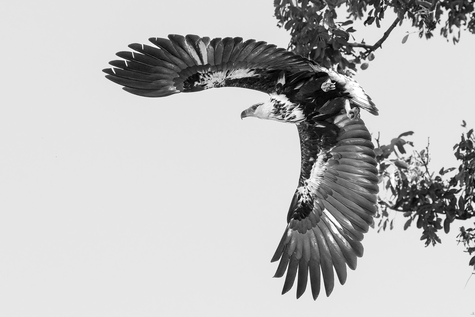 African Fish Eagle taking off
