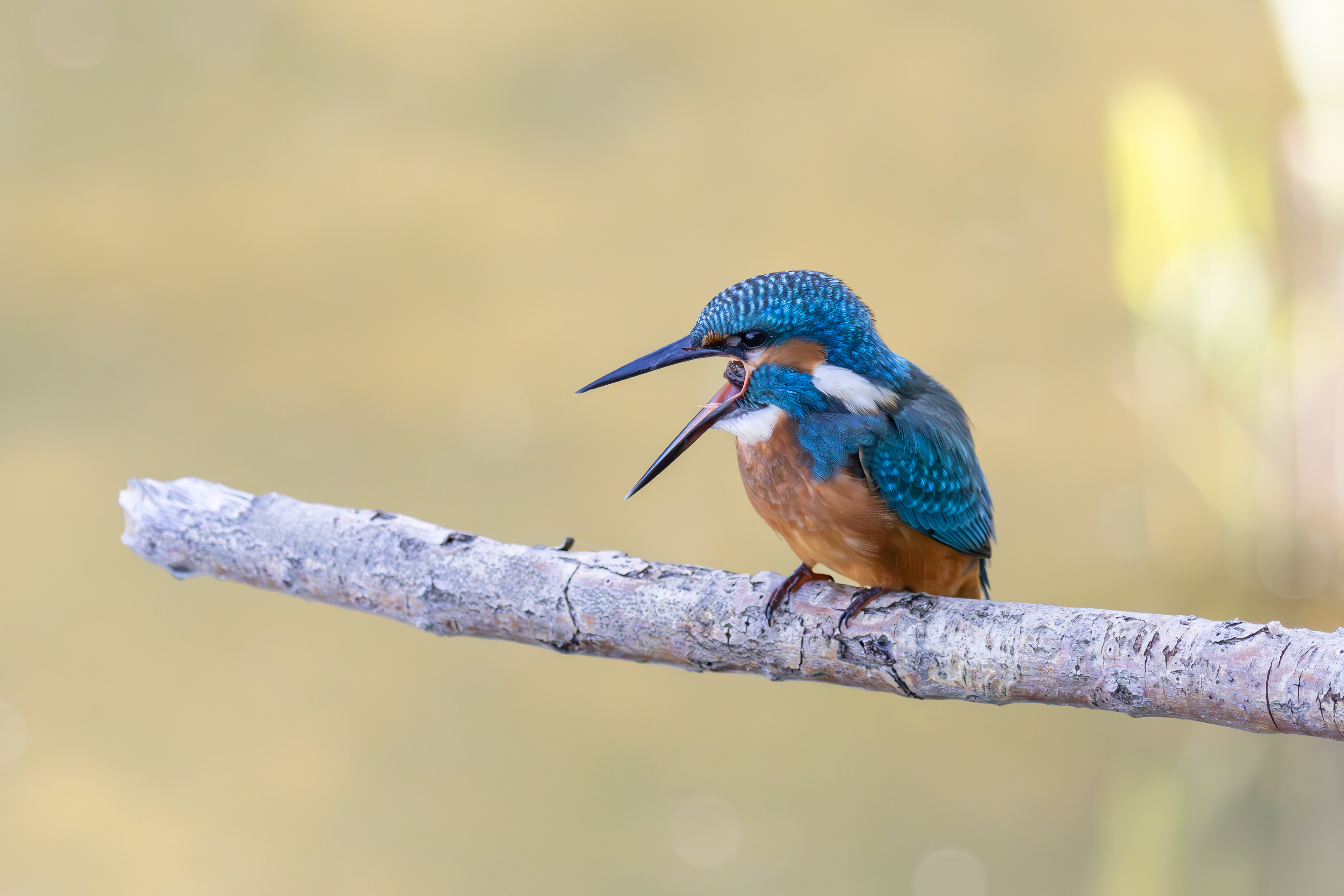 Kingfisher with pellet, Lepelaarplassen - Almere (2025)