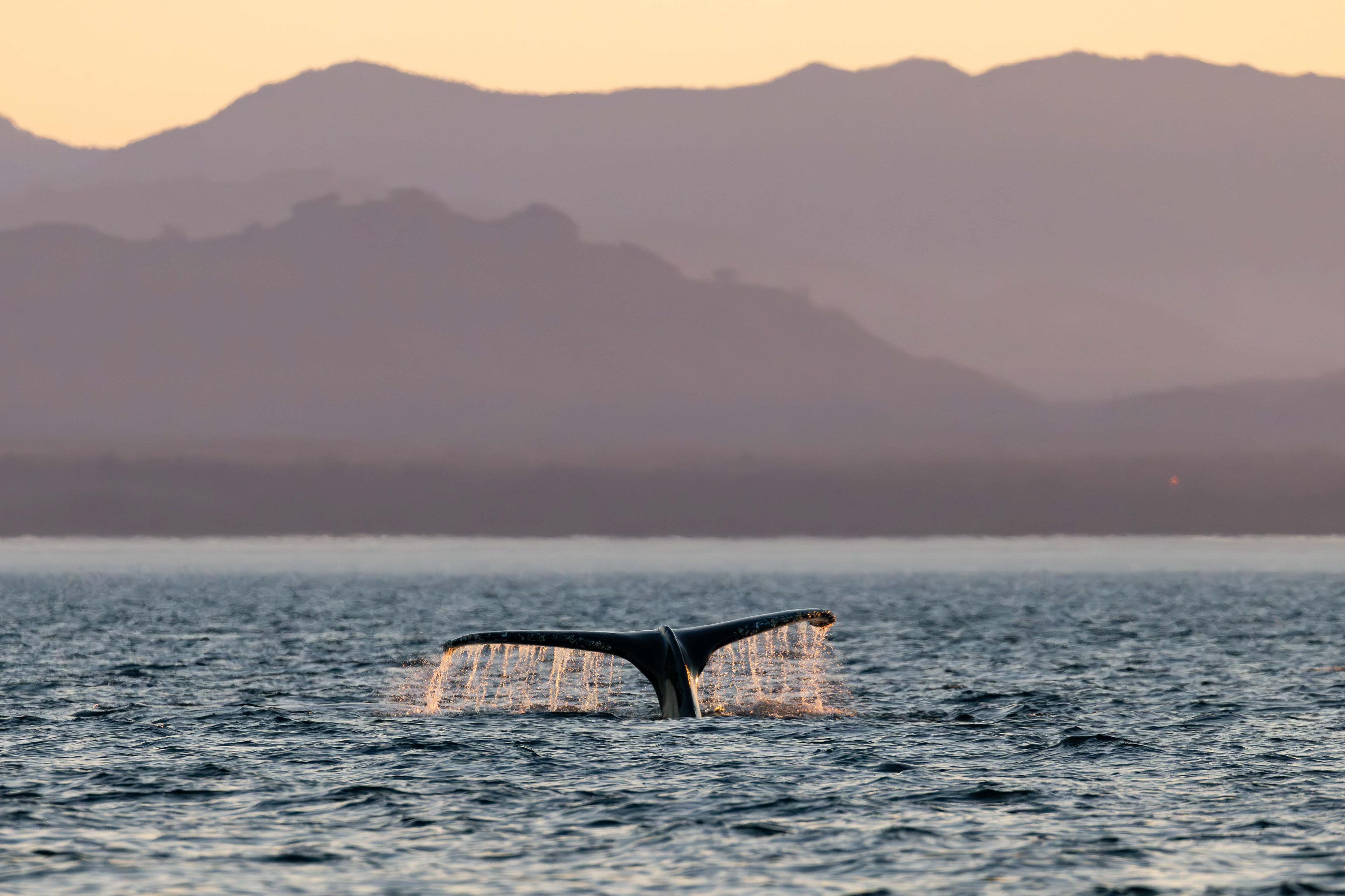 Diving sign of humpback whale