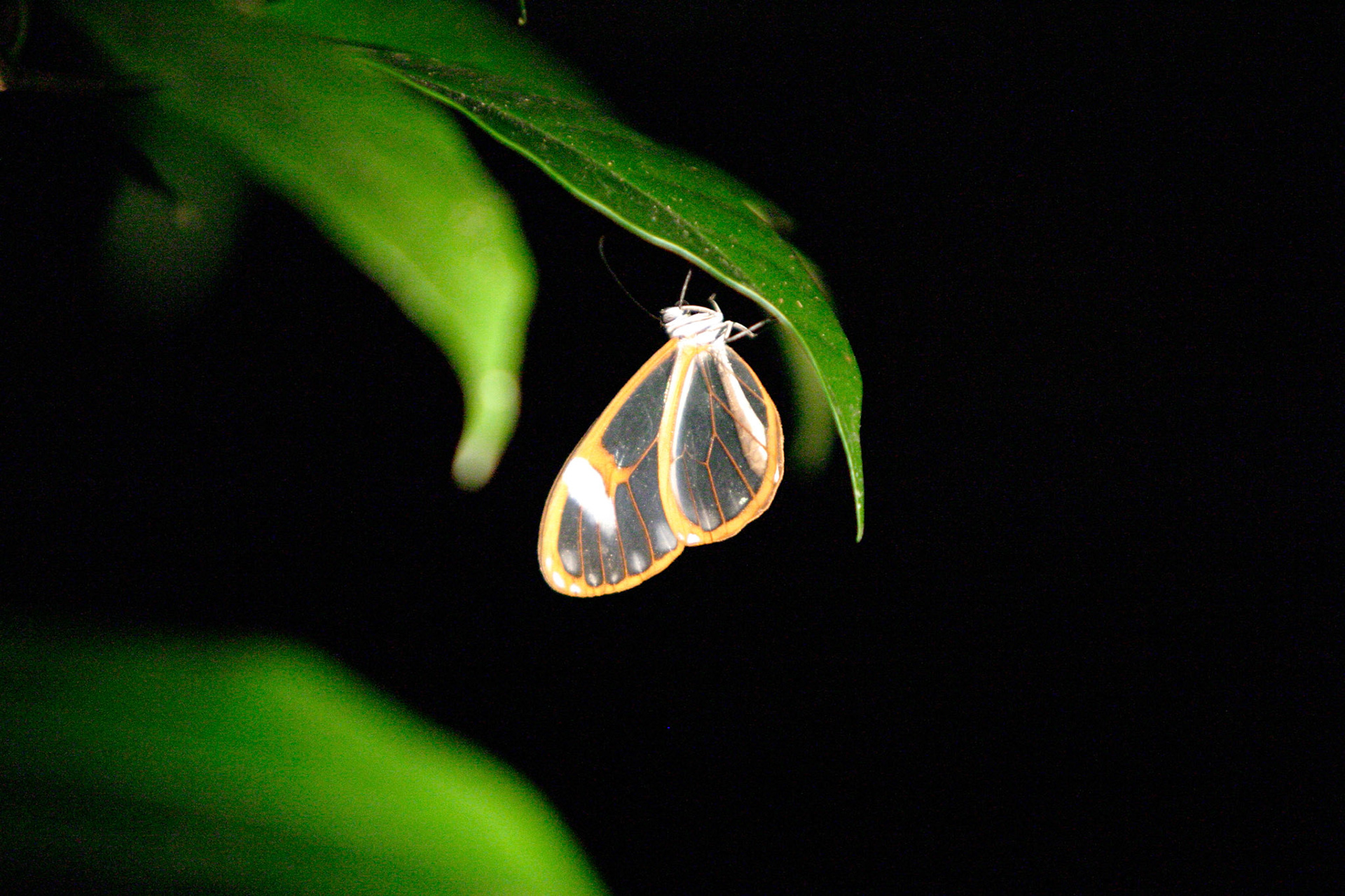 Glass-winger butterfly - Costa Rica