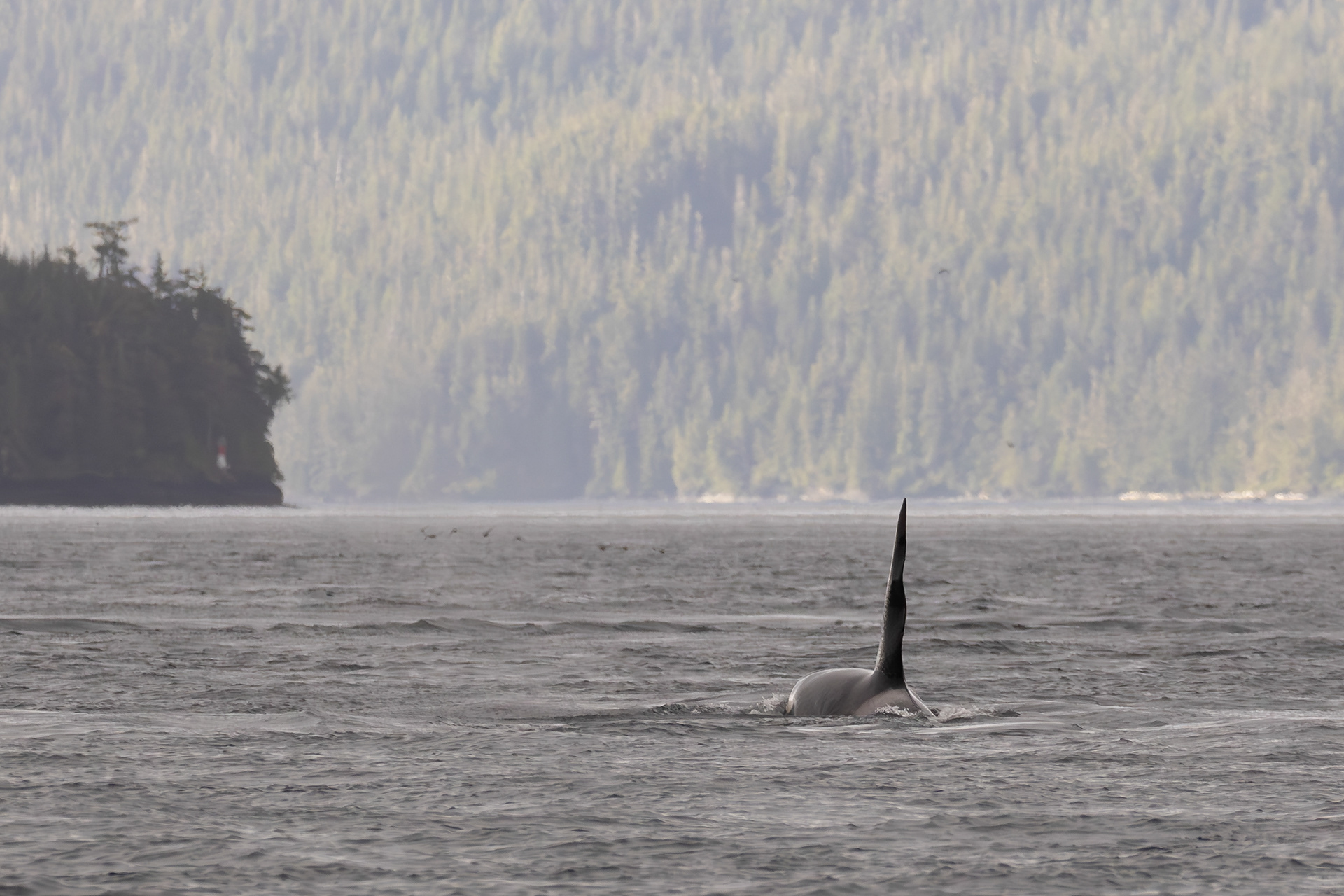 Orca in majestic landscape