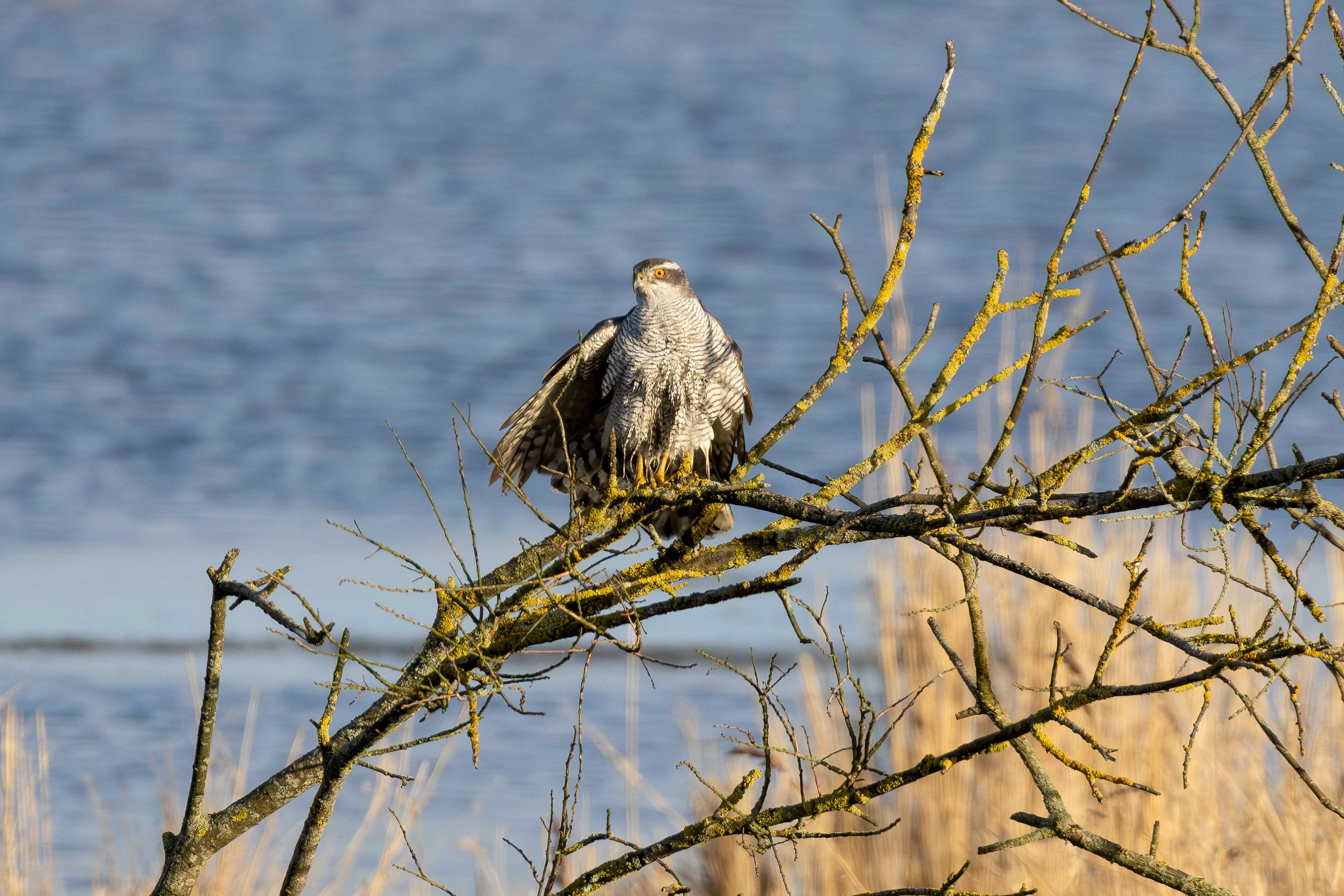 Eurasian goshawk wet through, Lepelaarplassen (2026)