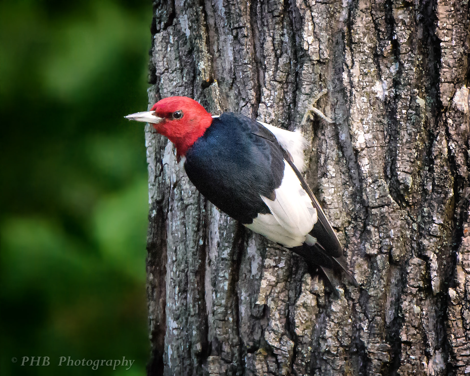 Red Headed Woodpecker