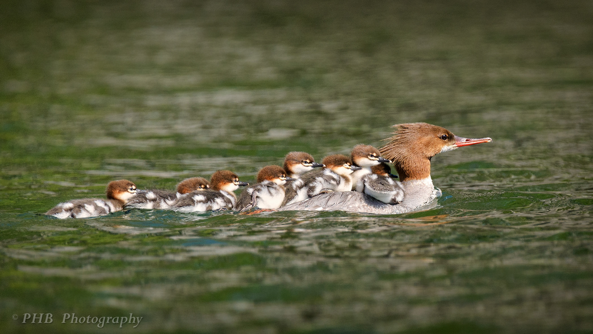 Merganser Caravan