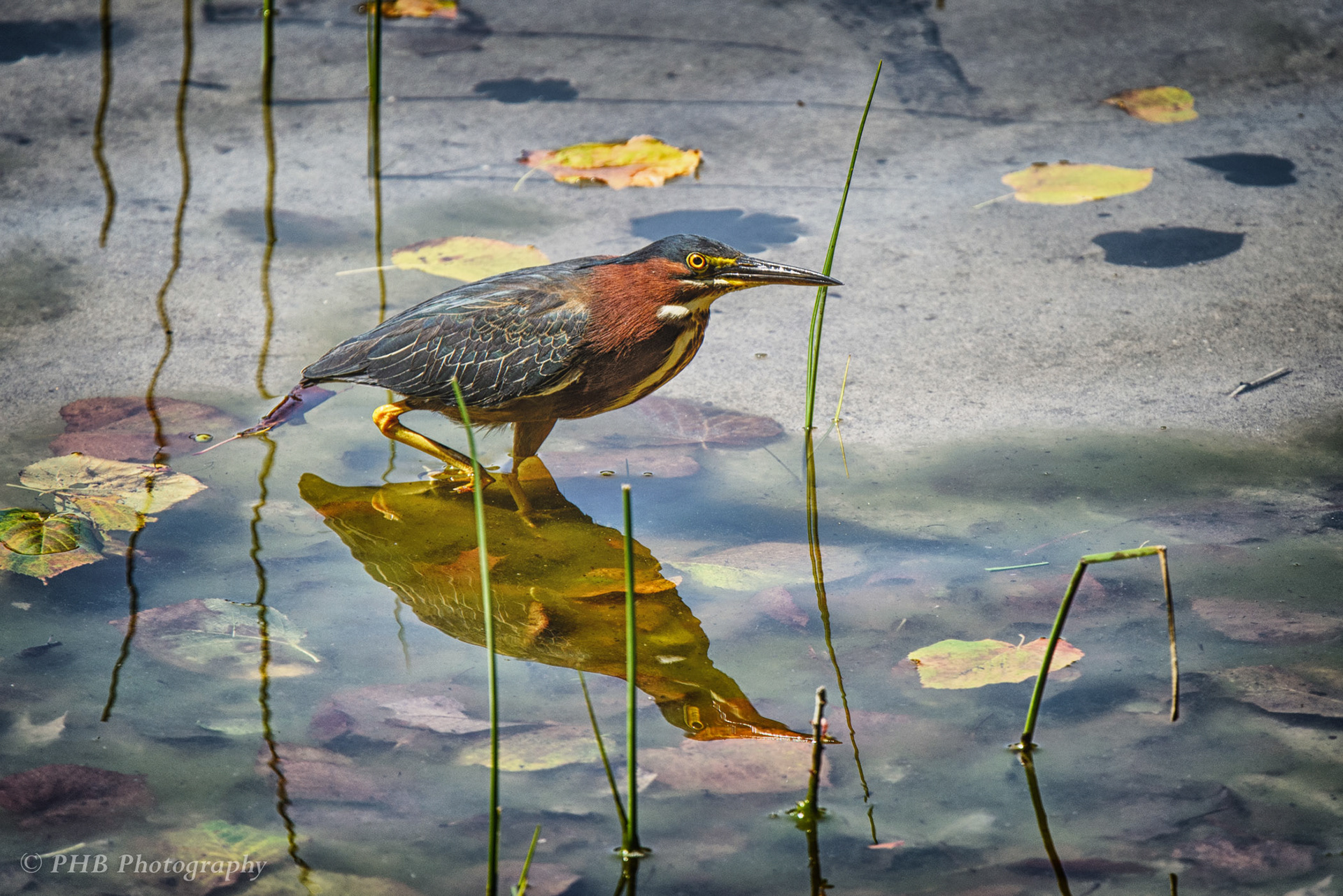 Green Heron