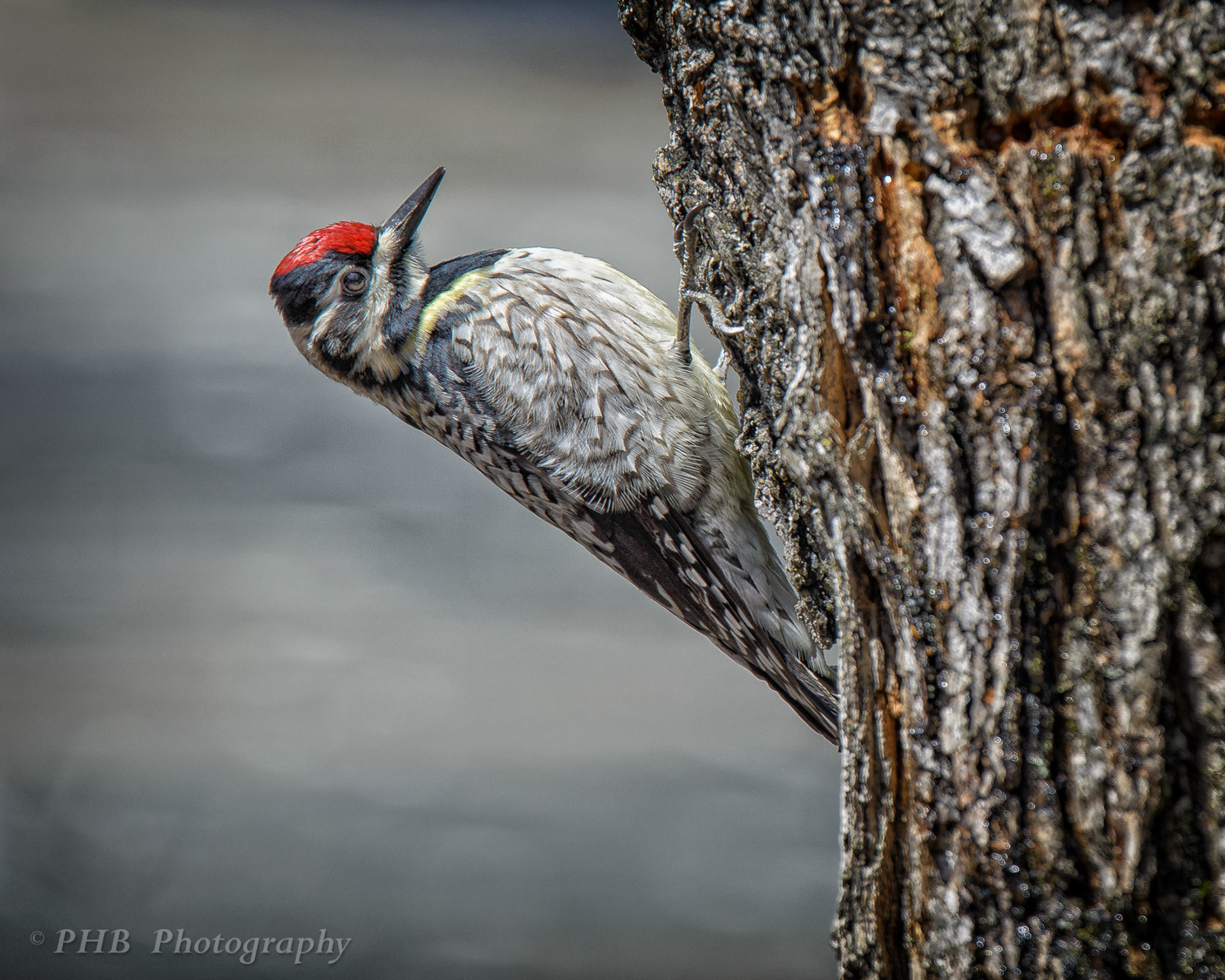 Yellow Bellied Sapsucker