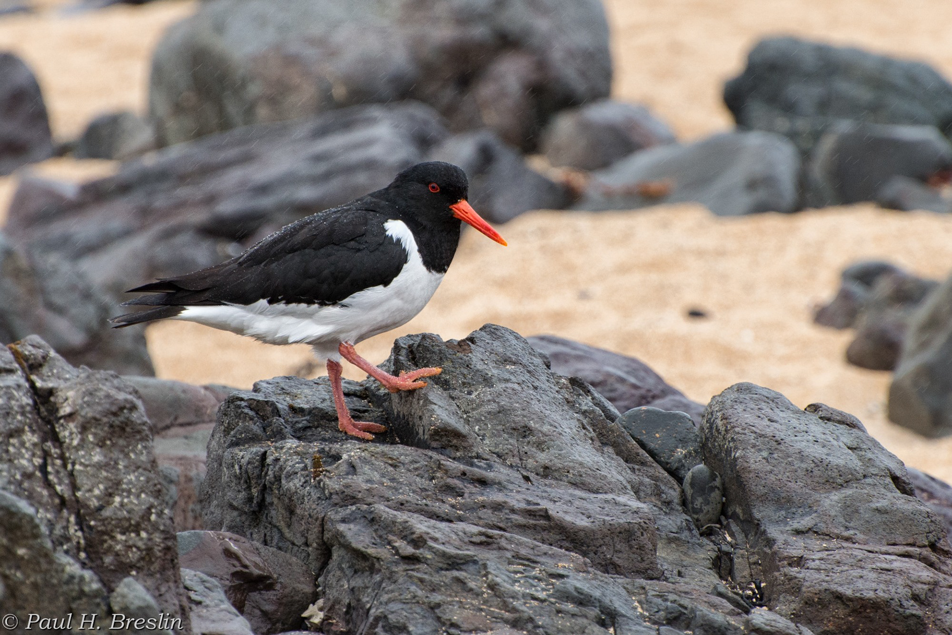 Oystercatcher